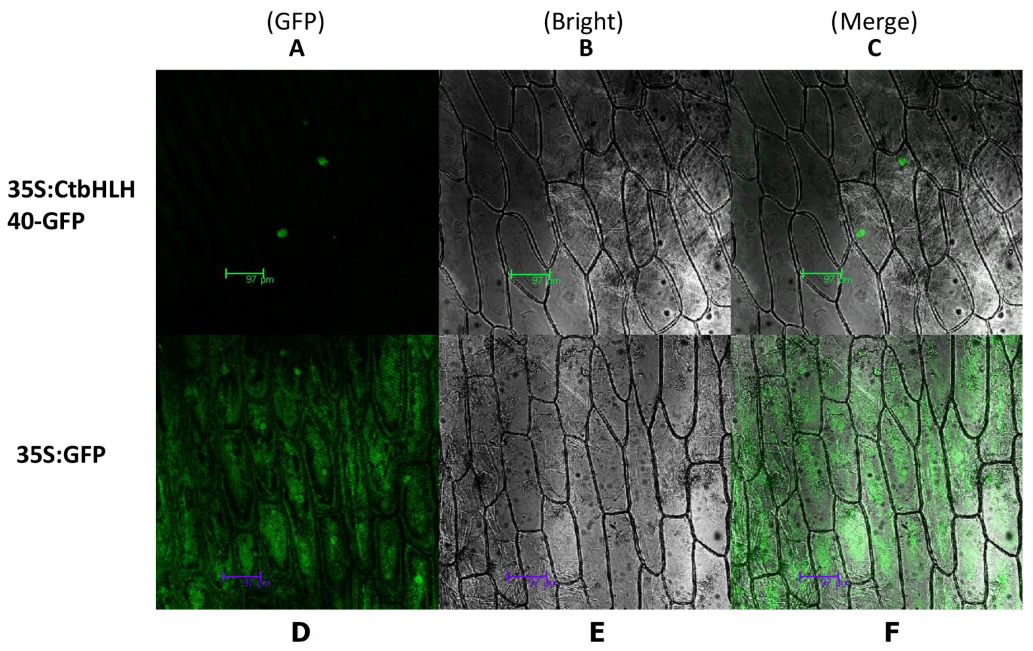 Ijms 20 03044 g008 Ijms 20 03044 g008