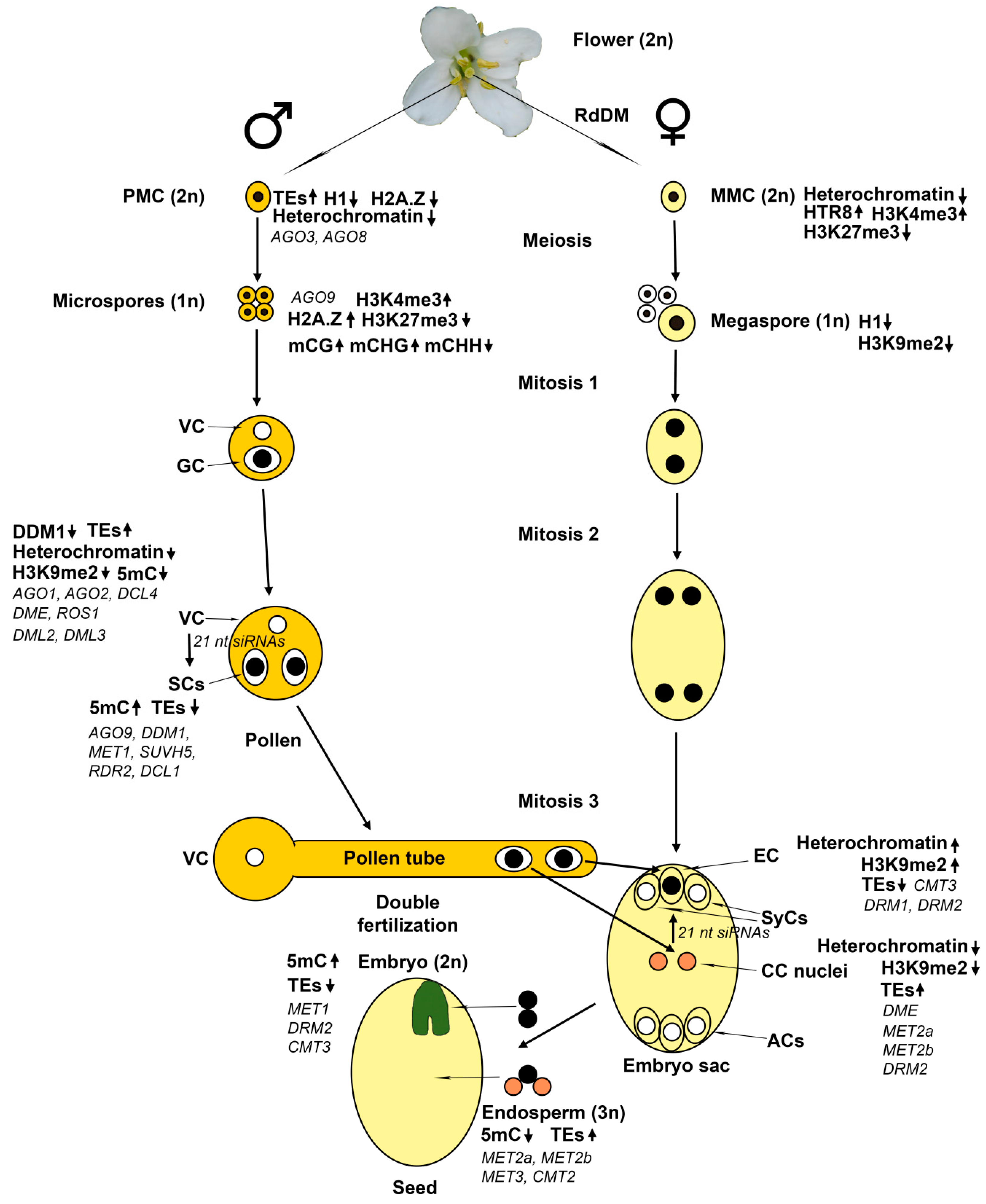 Ijms 20 03051 g001 Ijms 20 03051 g001
