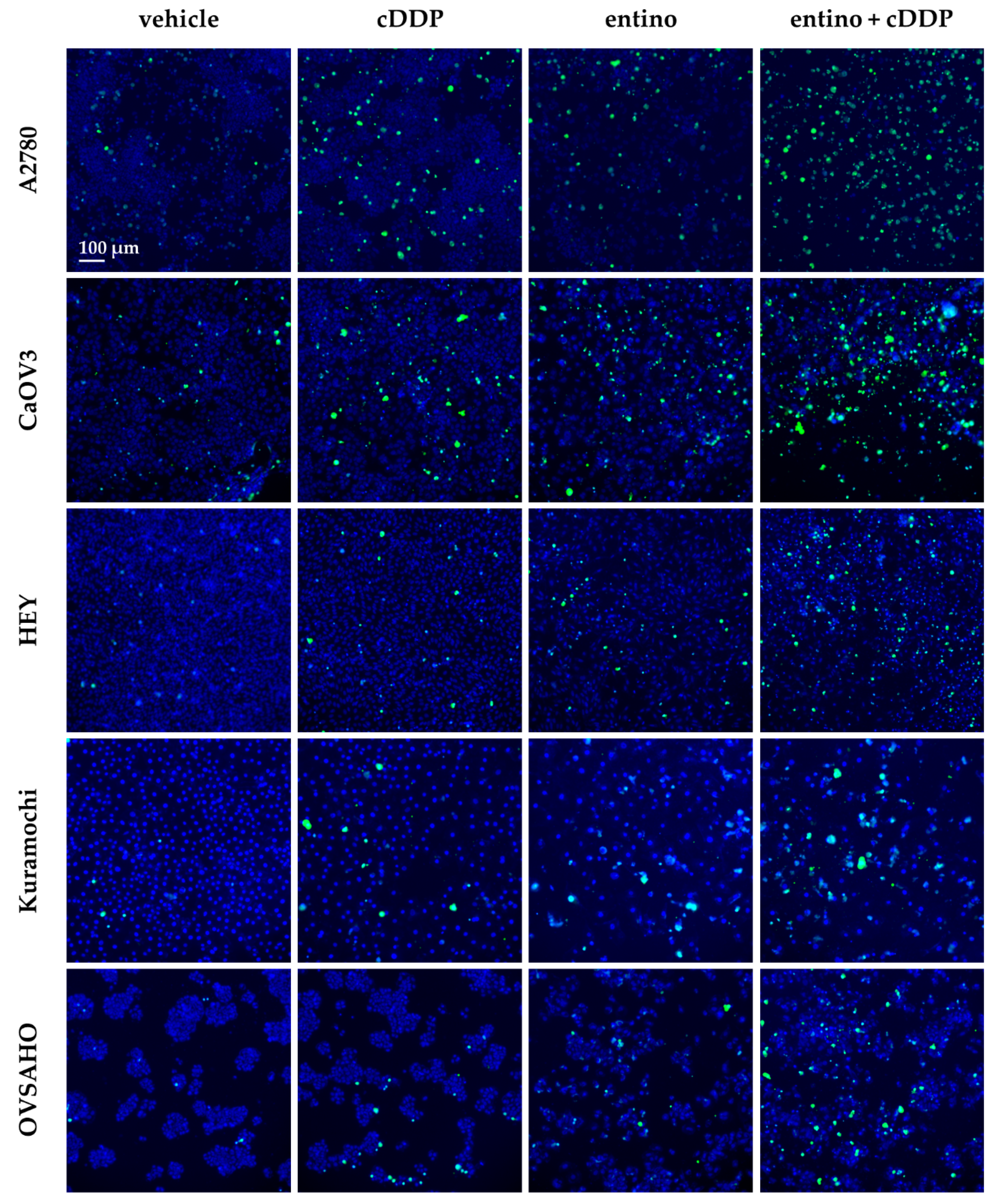 Ijms 20 03052 g006 Ijms 20 03052 g006
