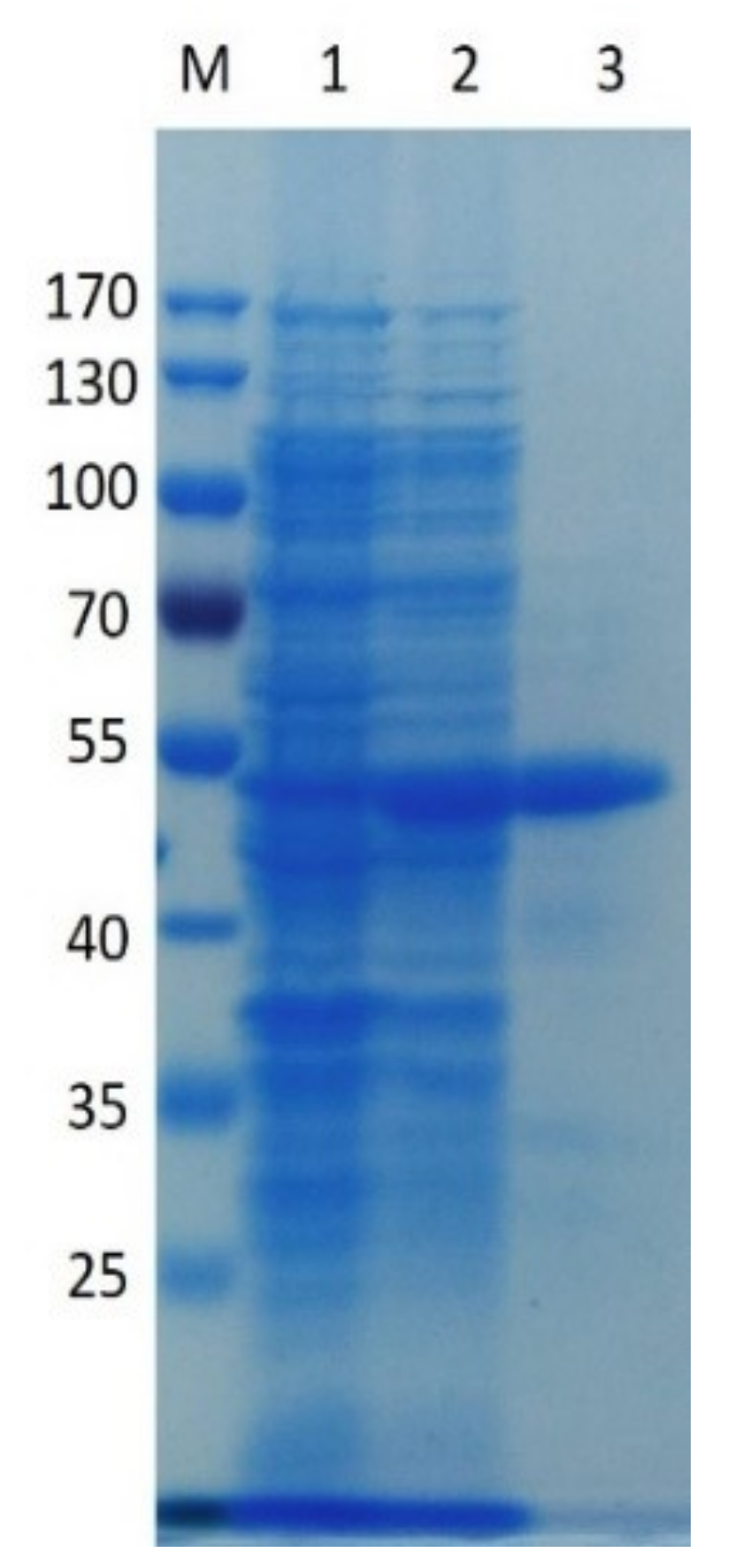Ijms 20 03060 g002 Ijms 20 03060 g002