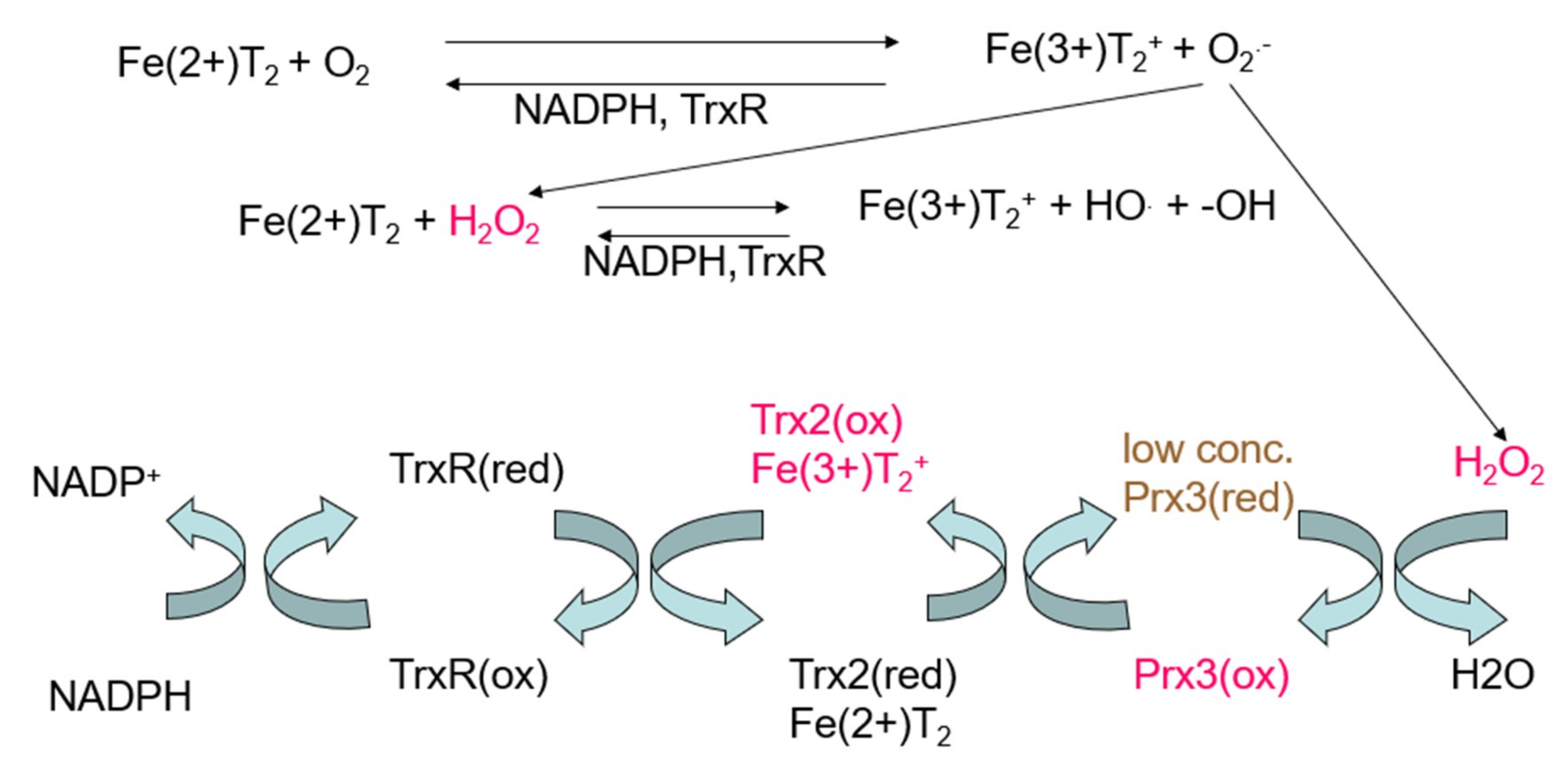Ijms 20 03062 g004 Ijms 20 03062 g004