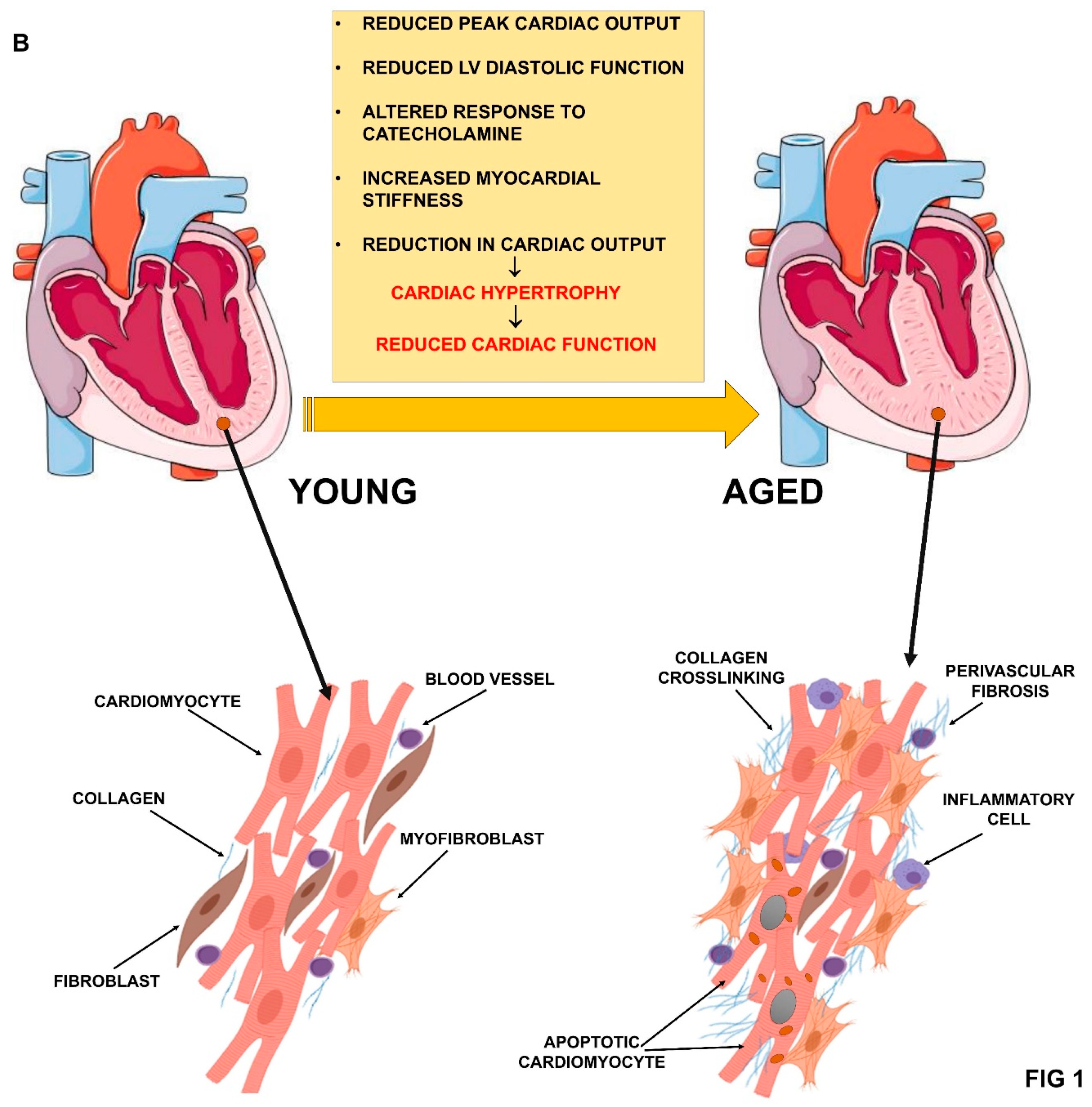 Ijms 20 03079 g001b Ijms 20 03079 g001b