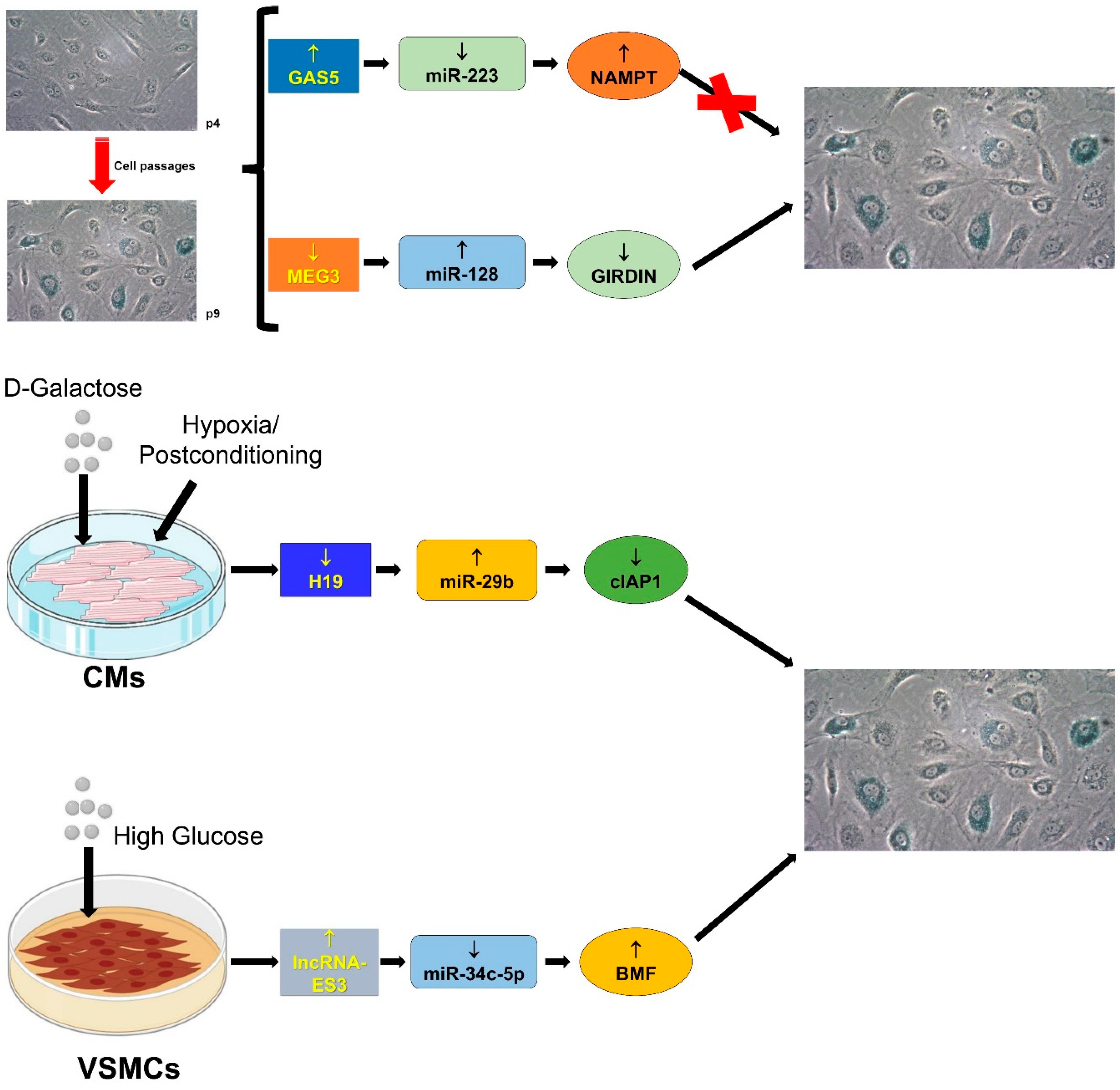 Ijms 20 03079 g005 Ijms 20 03079 g005