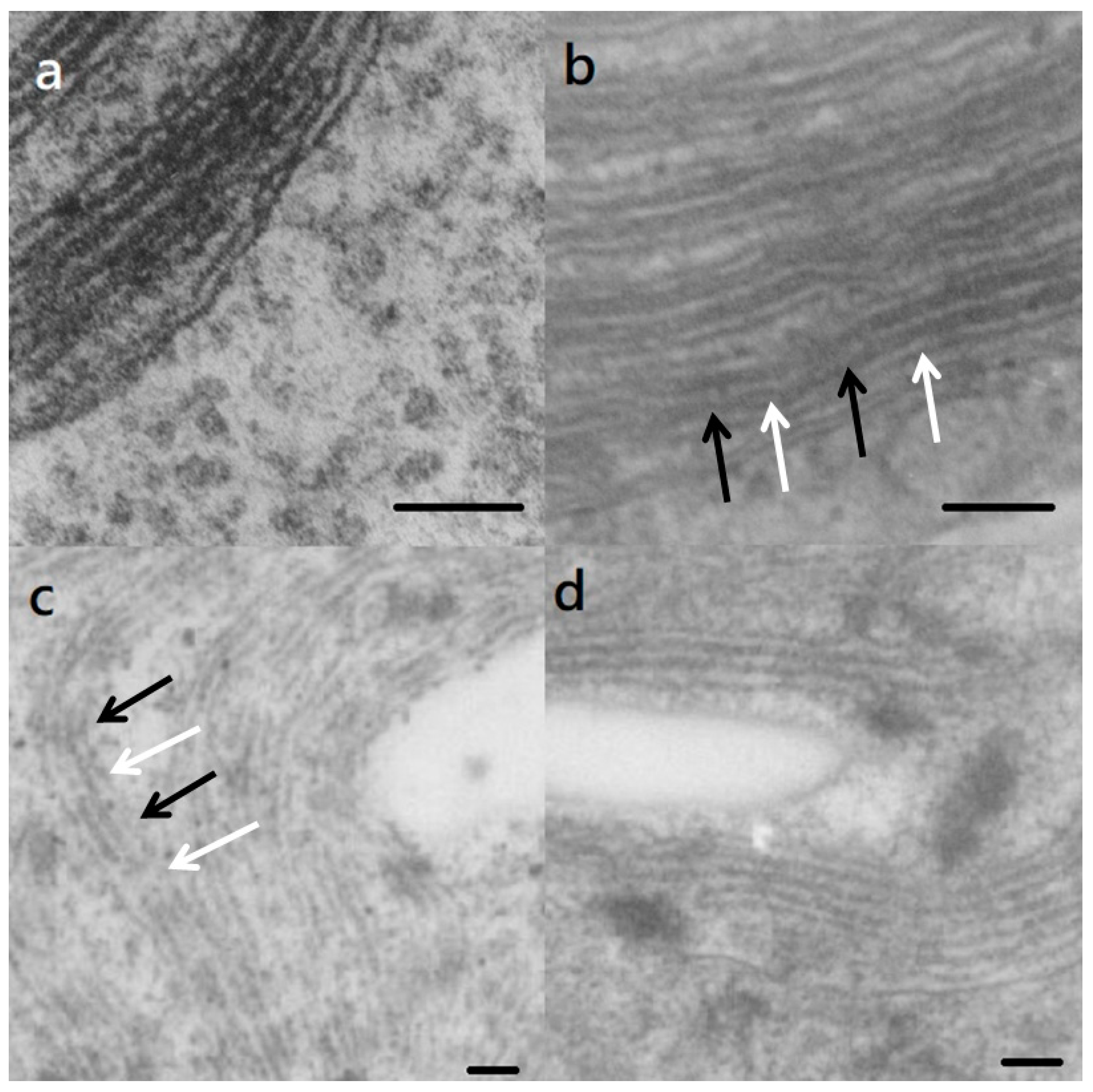 Ijms 20 03082 g002 Ijms 20 03082 g002