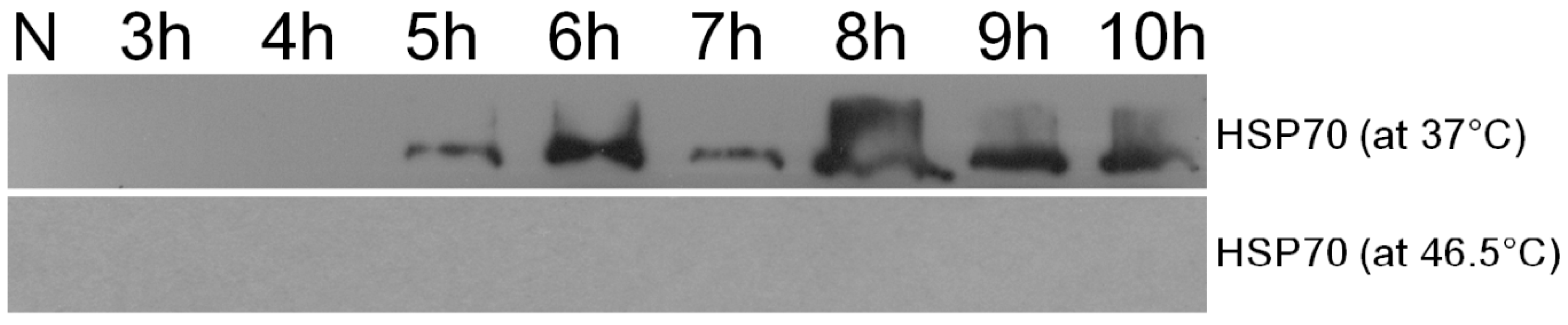 Ijms 20 03082 g004 Ijms 20 03082 g004