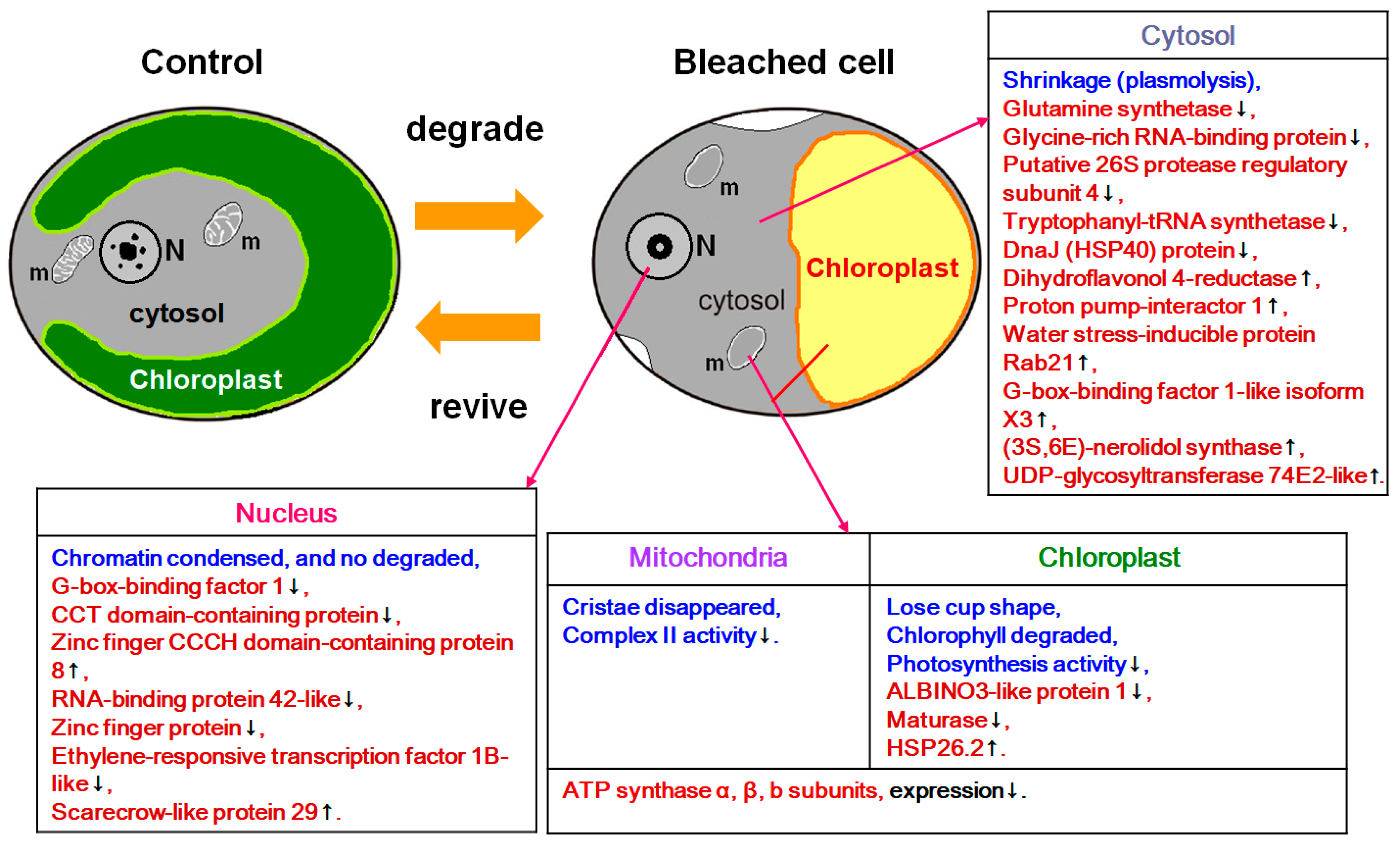 Ijms 20 03082 g005 Ijms 20 03082 g005