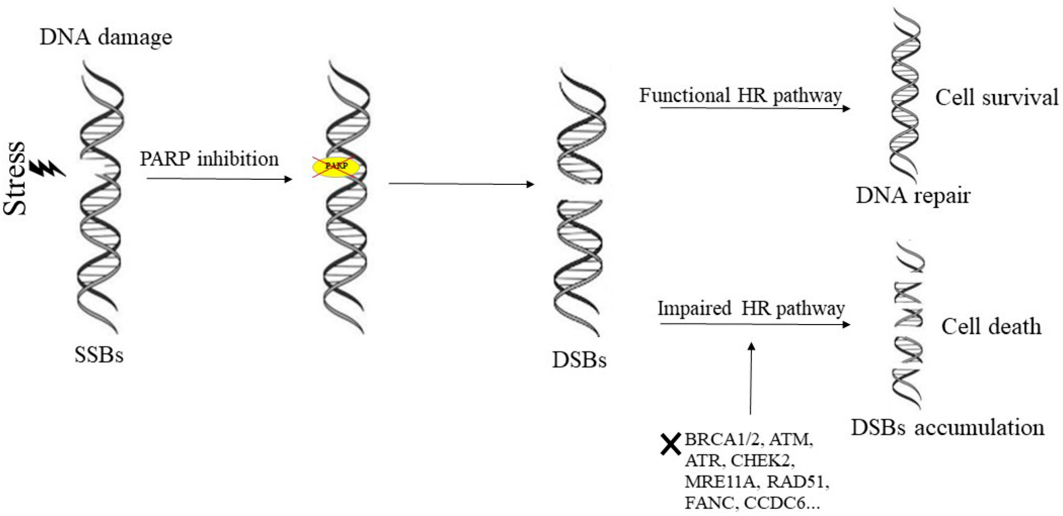 Ijms 20 03100 g001