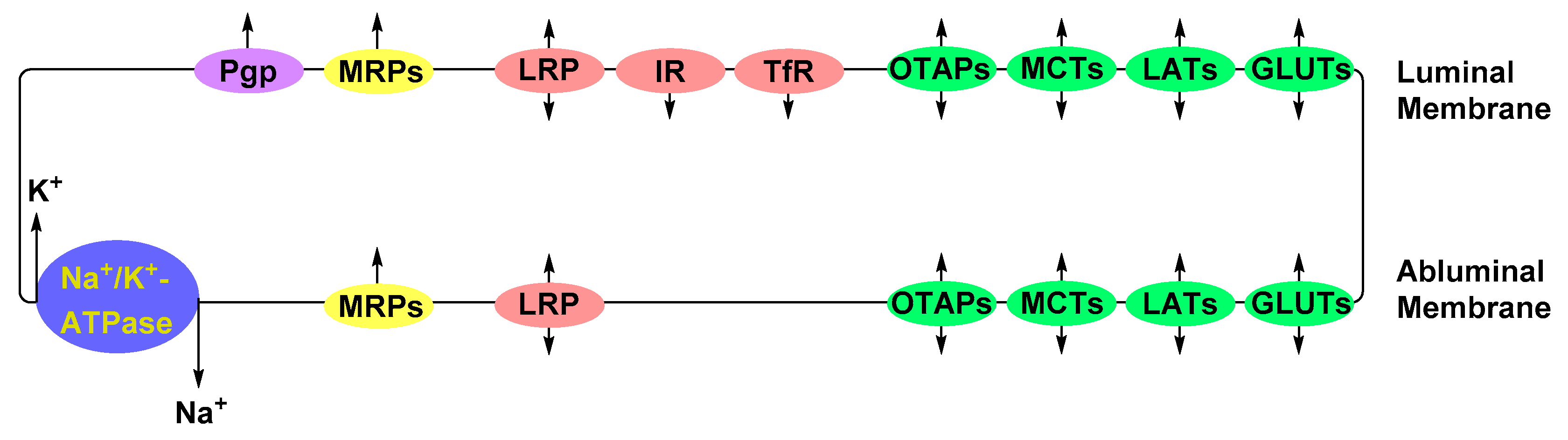 Ijms 20 03108 g002