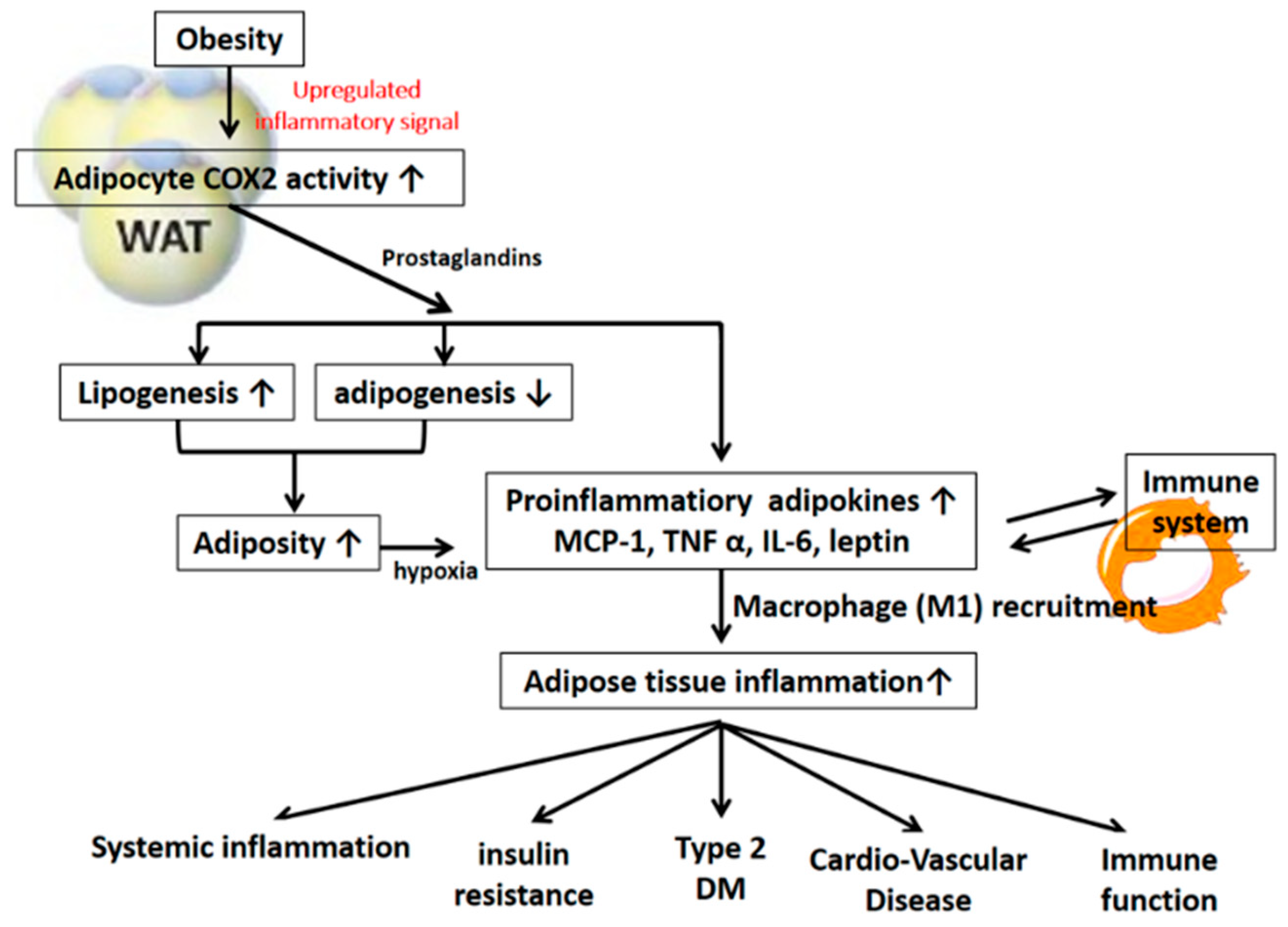 Ijms Free Full Text The Dualistic Effect Of Cox 2 Mediated