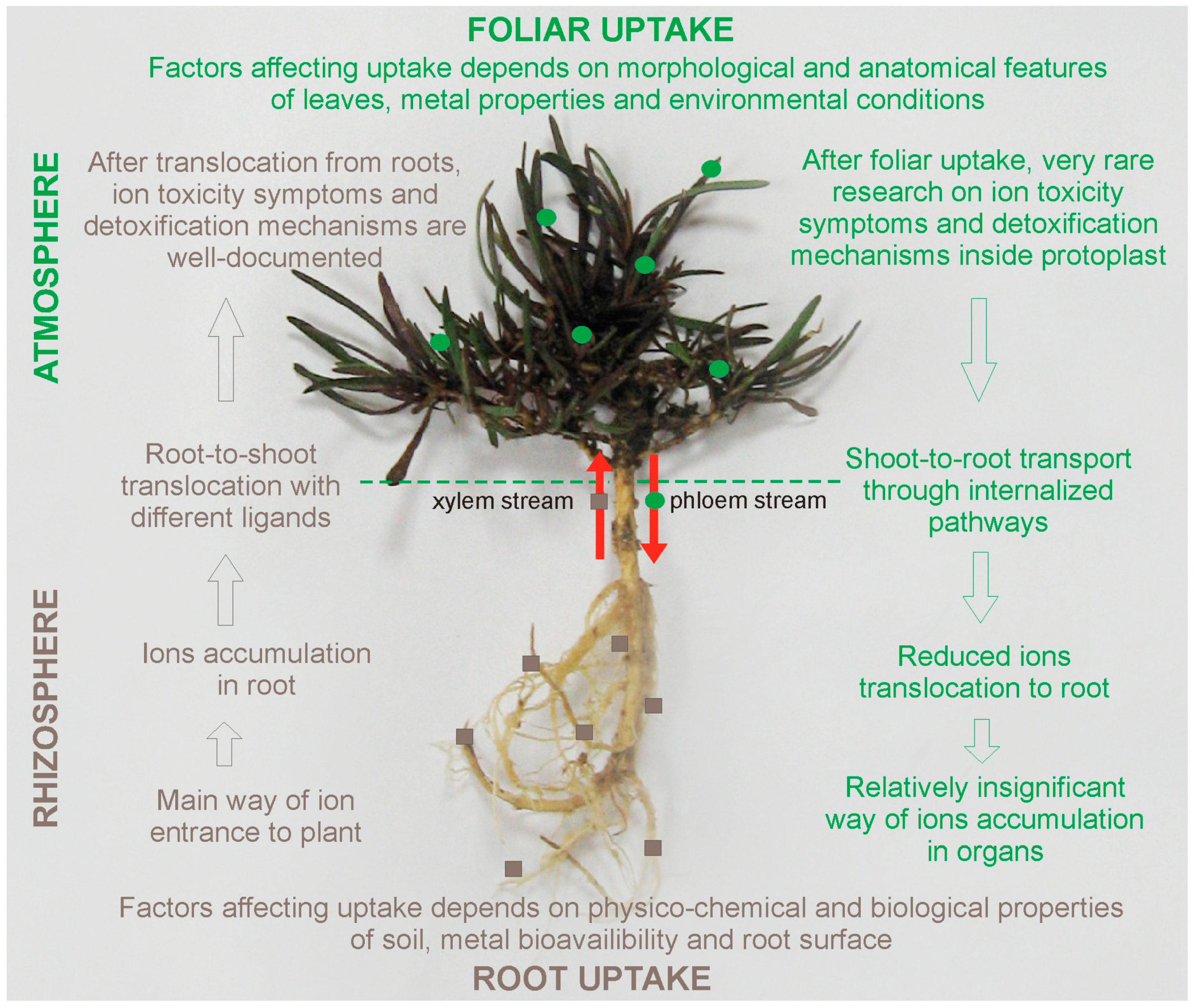 Ijms Free Full Text Dual Role Of Metallic Trace Elements In Stress Biology From Negative To Beneficial Impact On Plants Html