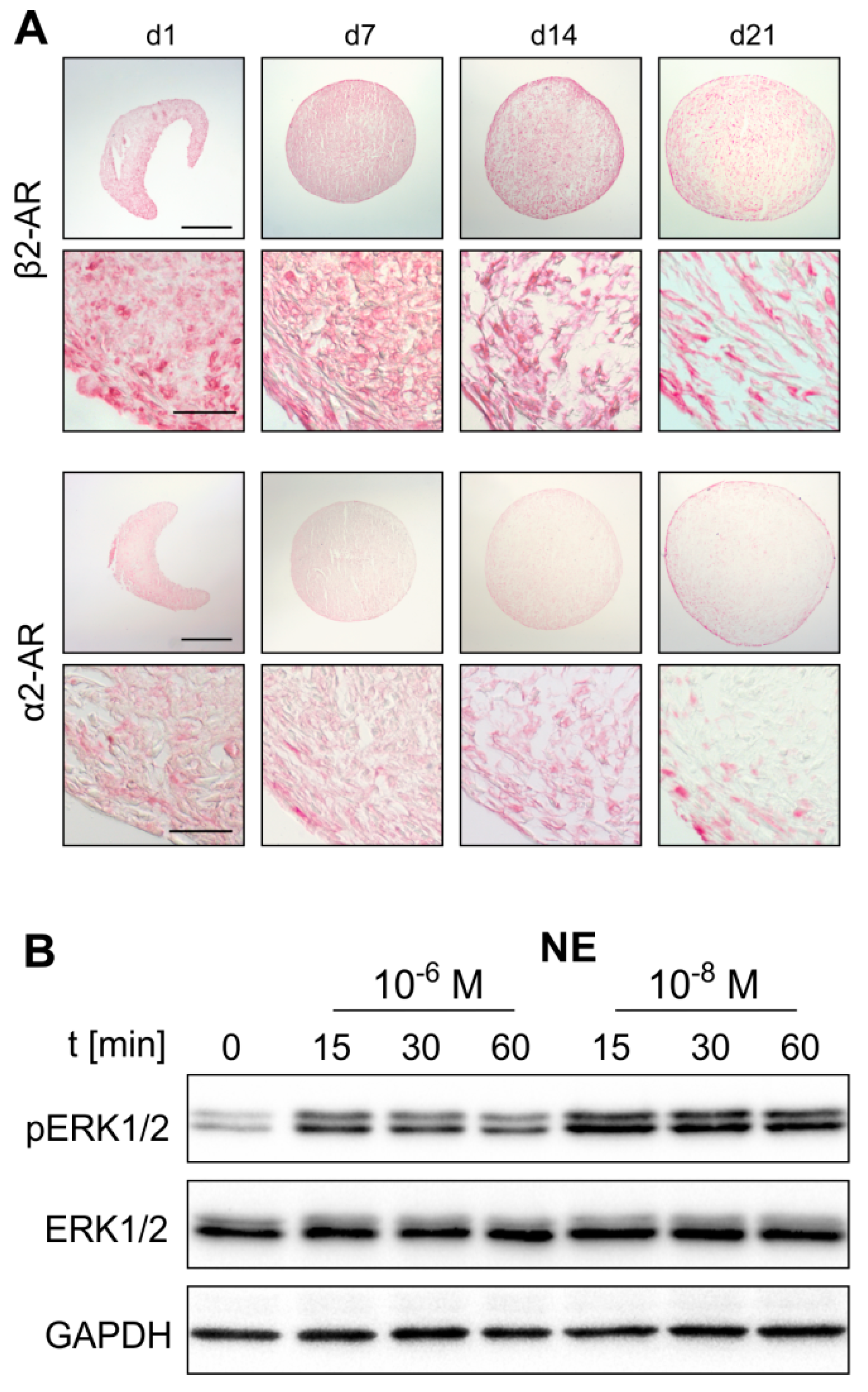 Ijms 20 03127 g003