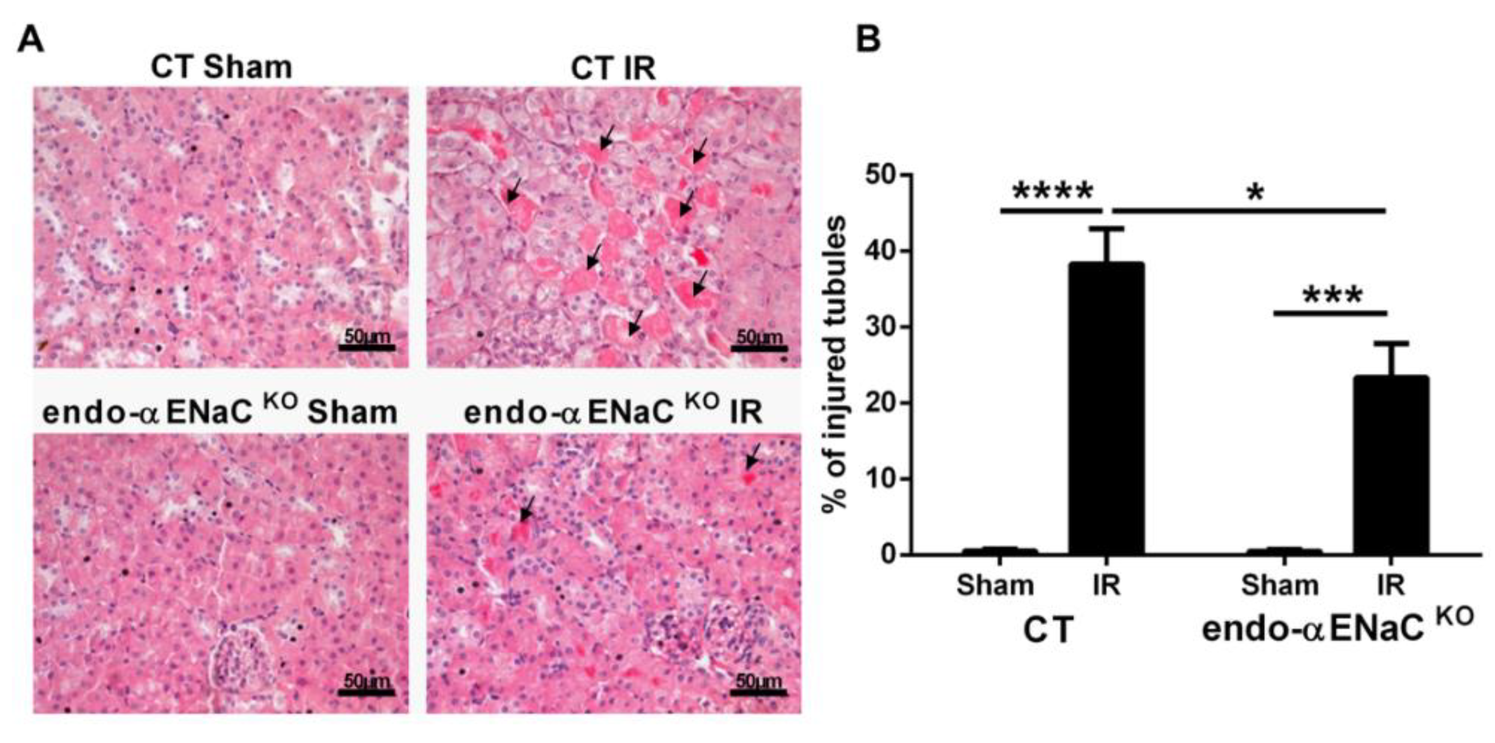 Ijms 20 03132 g002 Ijms 20 03132 g002