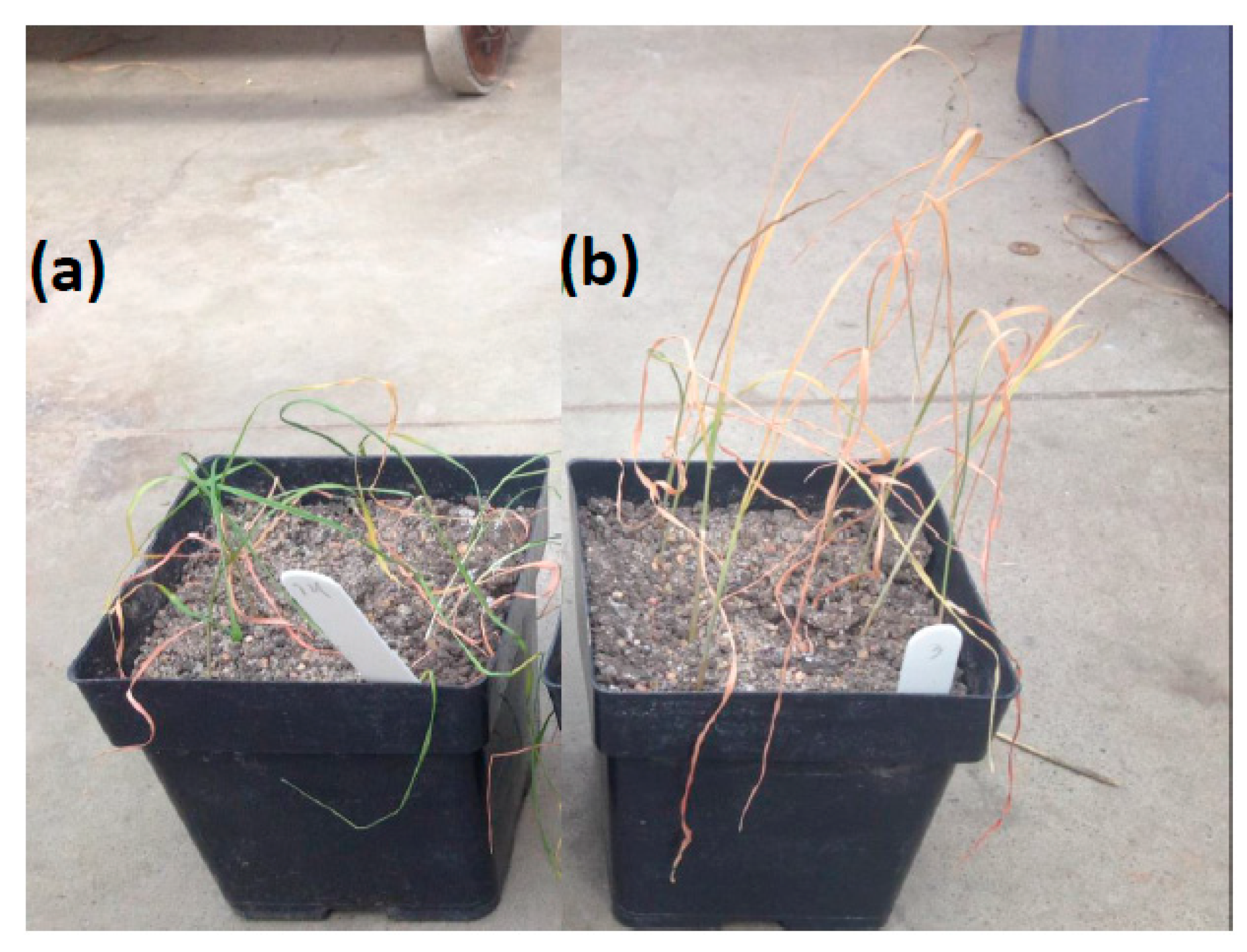 Ijms 20 03137 g003 Ijms 20 03137 g003