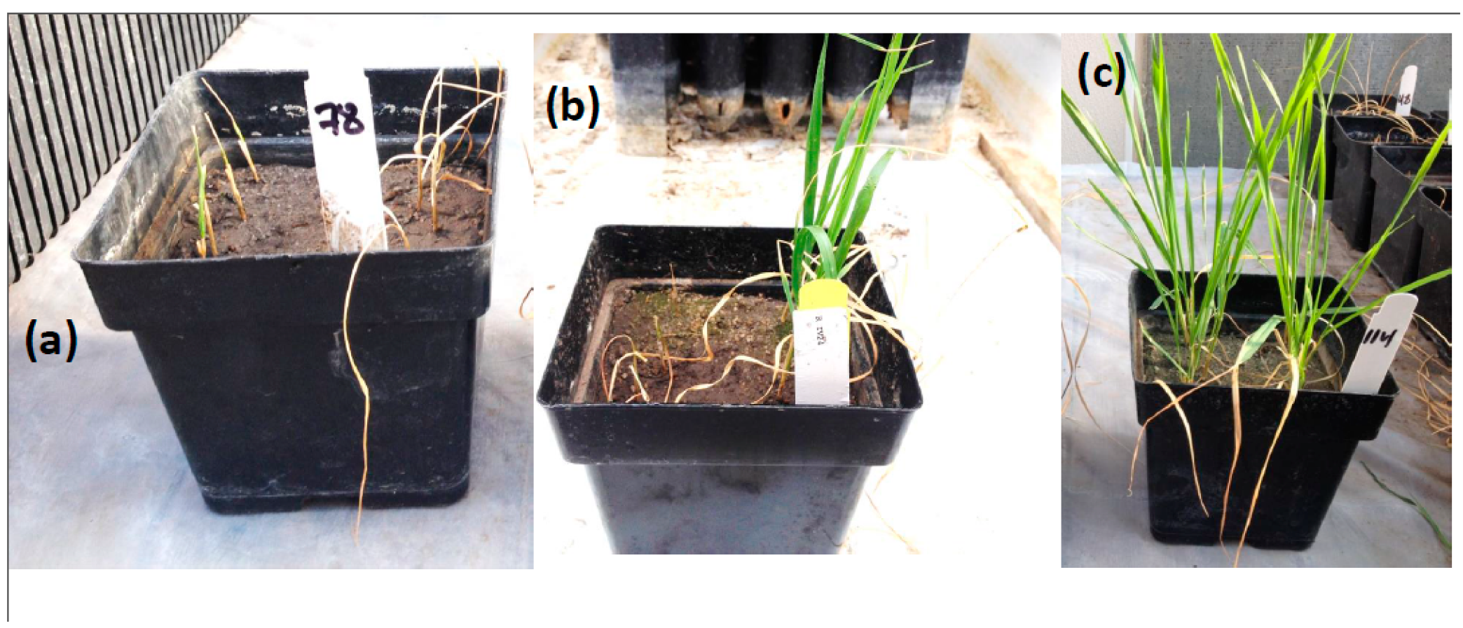 Ijms 20 03137 g004 Ijms 20 03137 g004