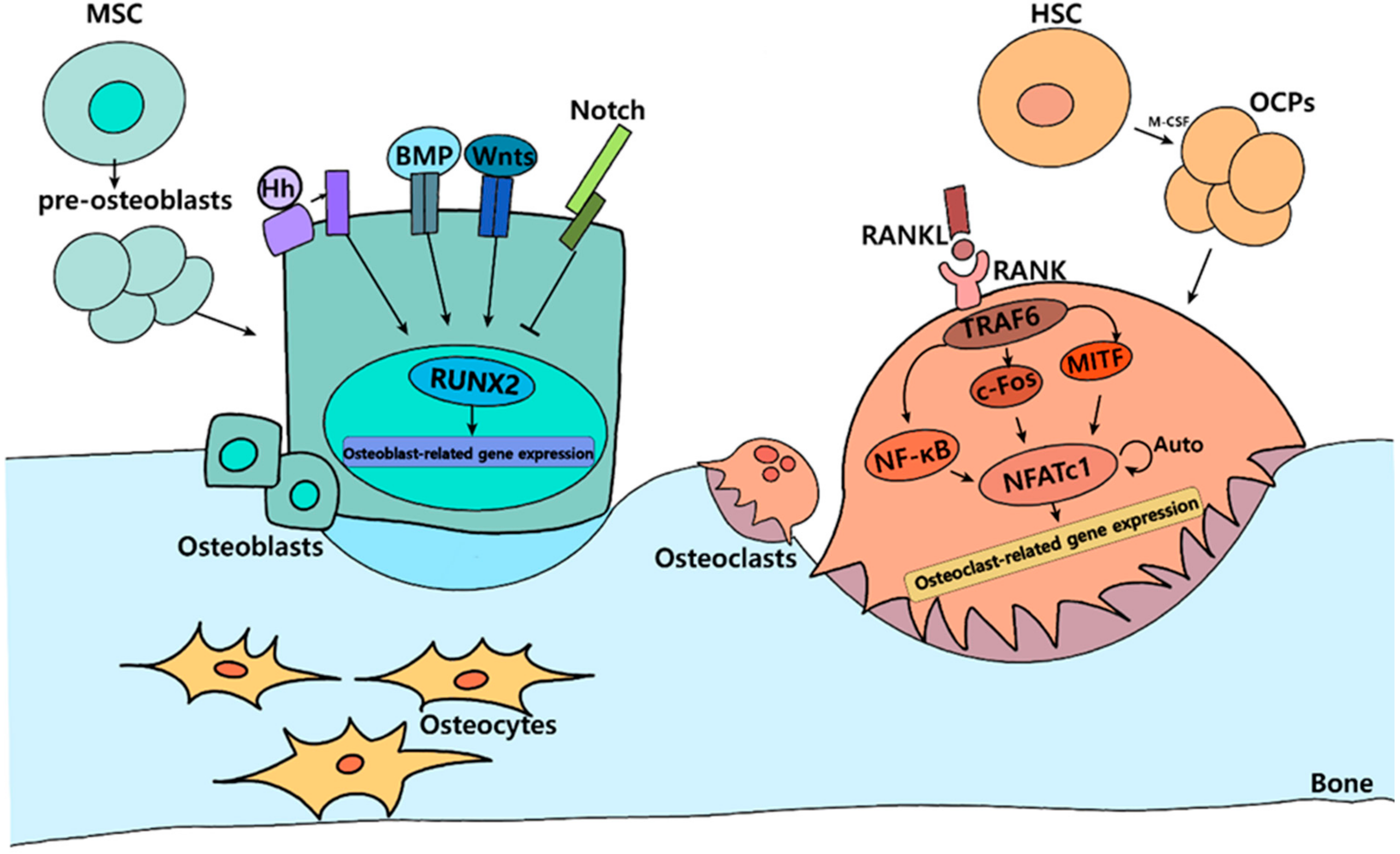 Ijms 20 03147 g001 Ijms 20 03147 g001