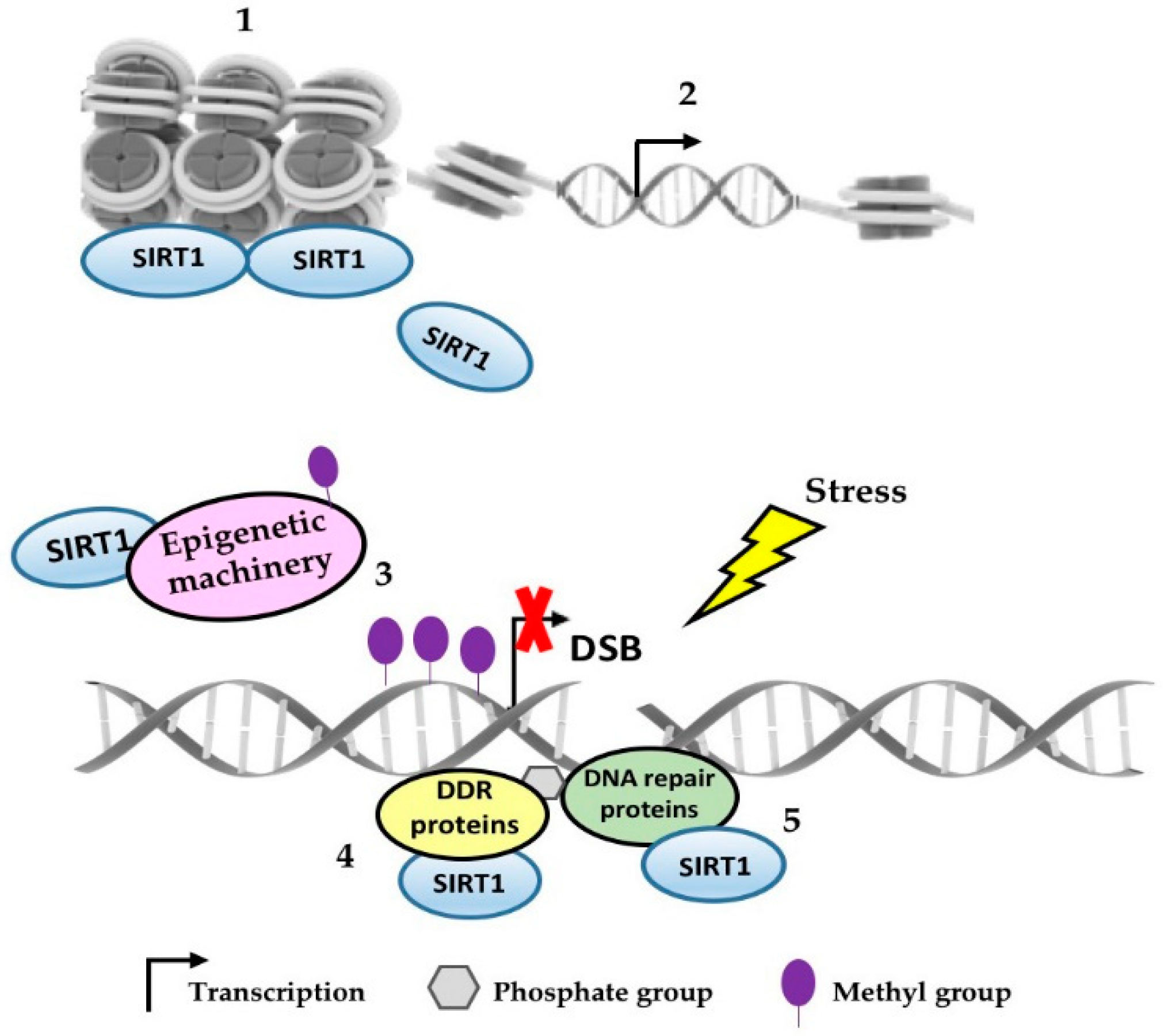 anti aging gén sirt1 p53