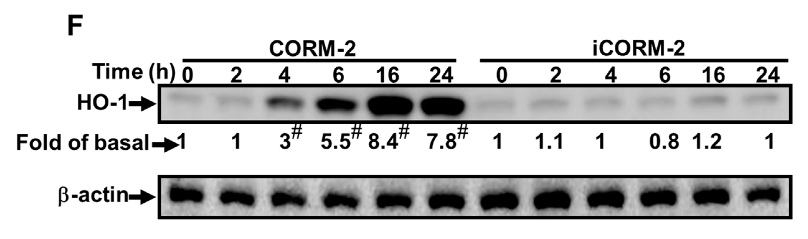 Ijms 20 03157 g002b