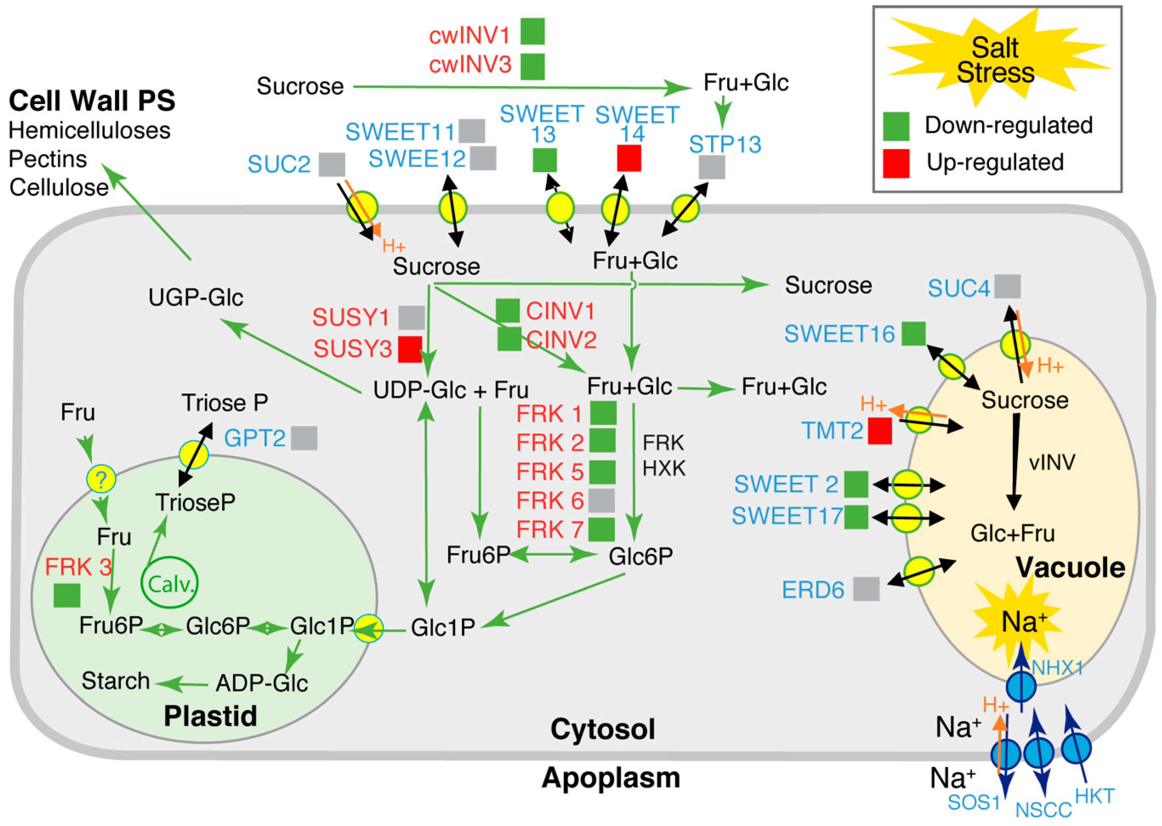 Ijms 20 03167 g005 Ijms 20 03167 g005