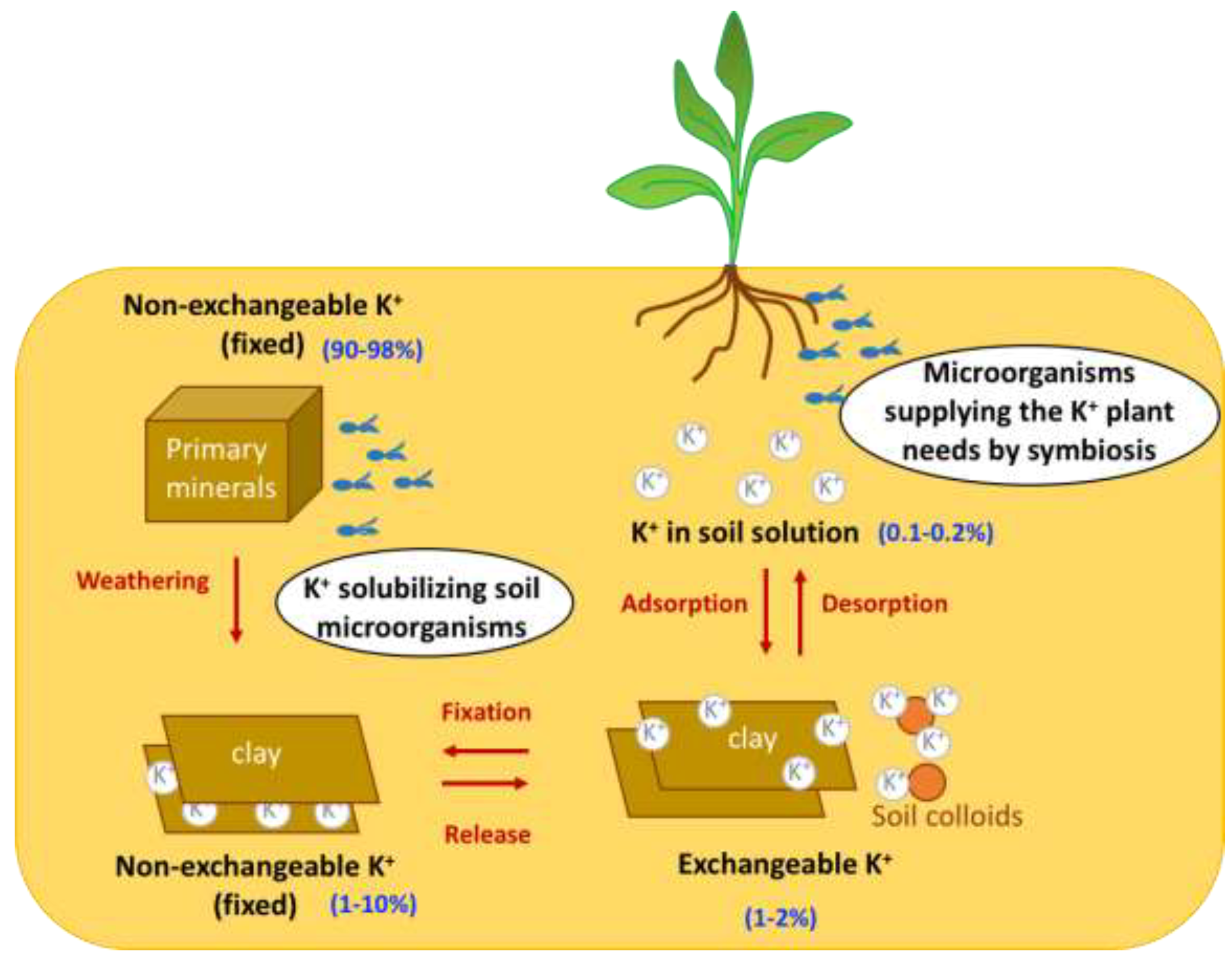 The Role of Soil Fungi in K+ Plant Nutrition Encyclopedia MDPI