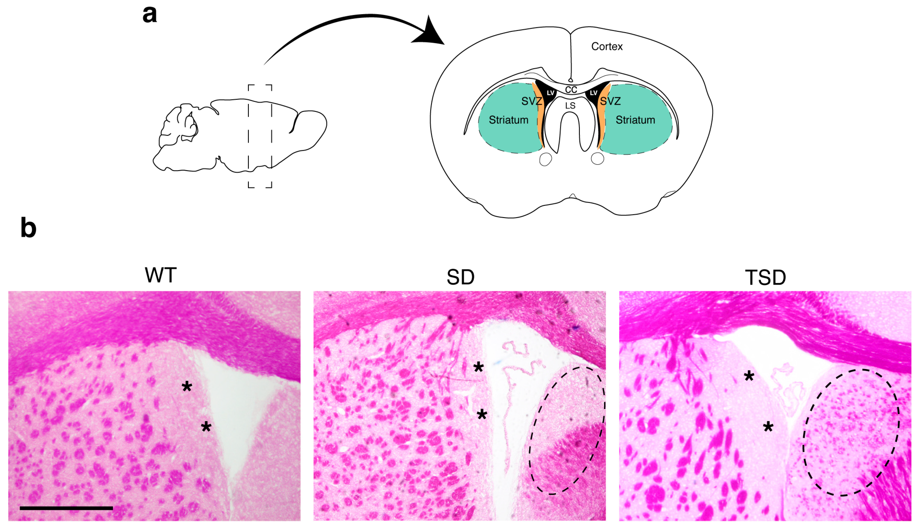 Ijms 20 03179 g001 Ijms 20 03179 g001