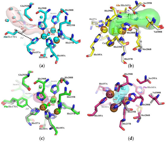 Ijms Free Full Text Investigations Of Accessibility Of T2 T3 Copper Center Of Two Domain Laccase From Streptomyces Griseoflavus Ac 993 Html