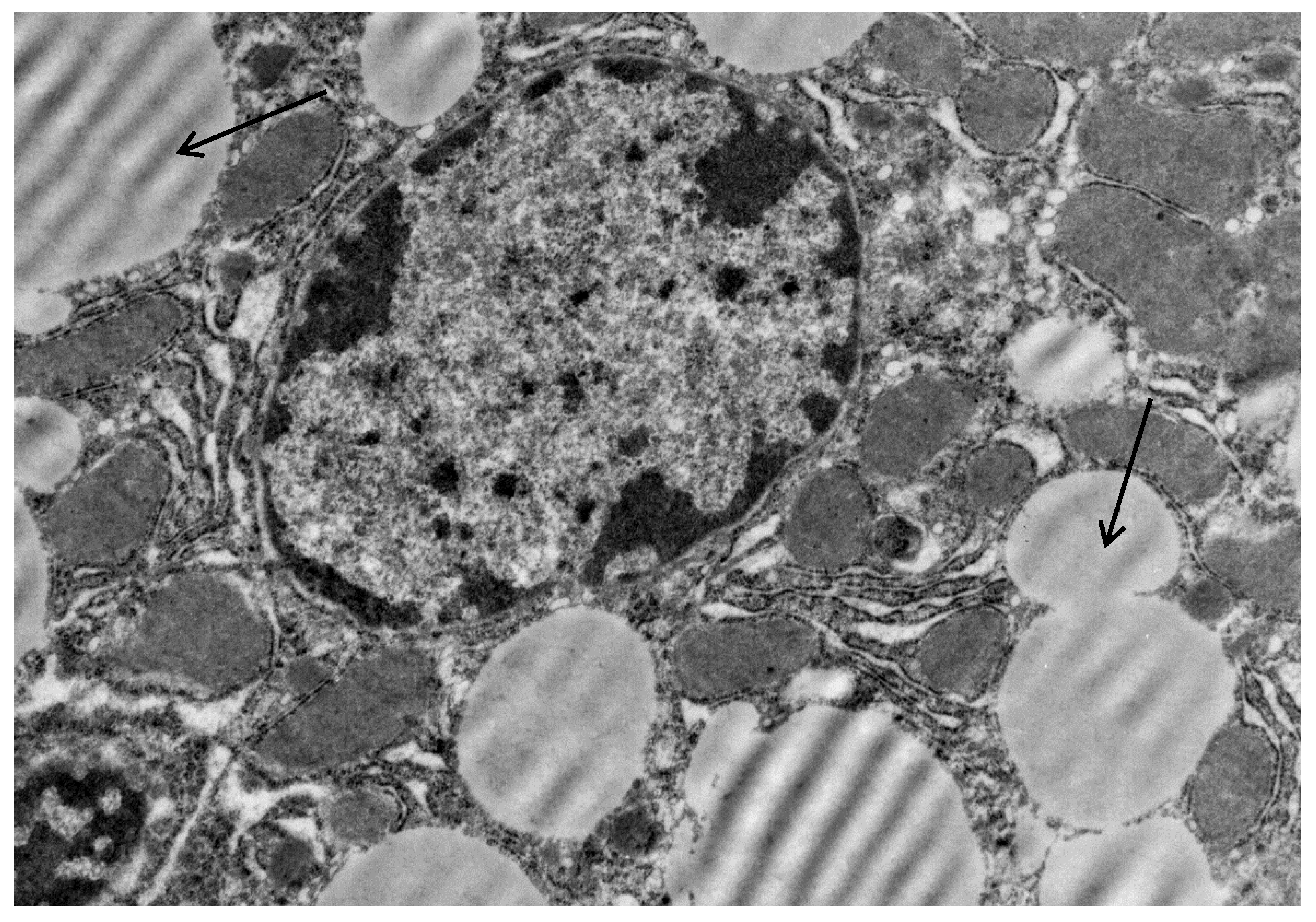 Ijms 20 03189 g003 Ijms 20 03189 g003