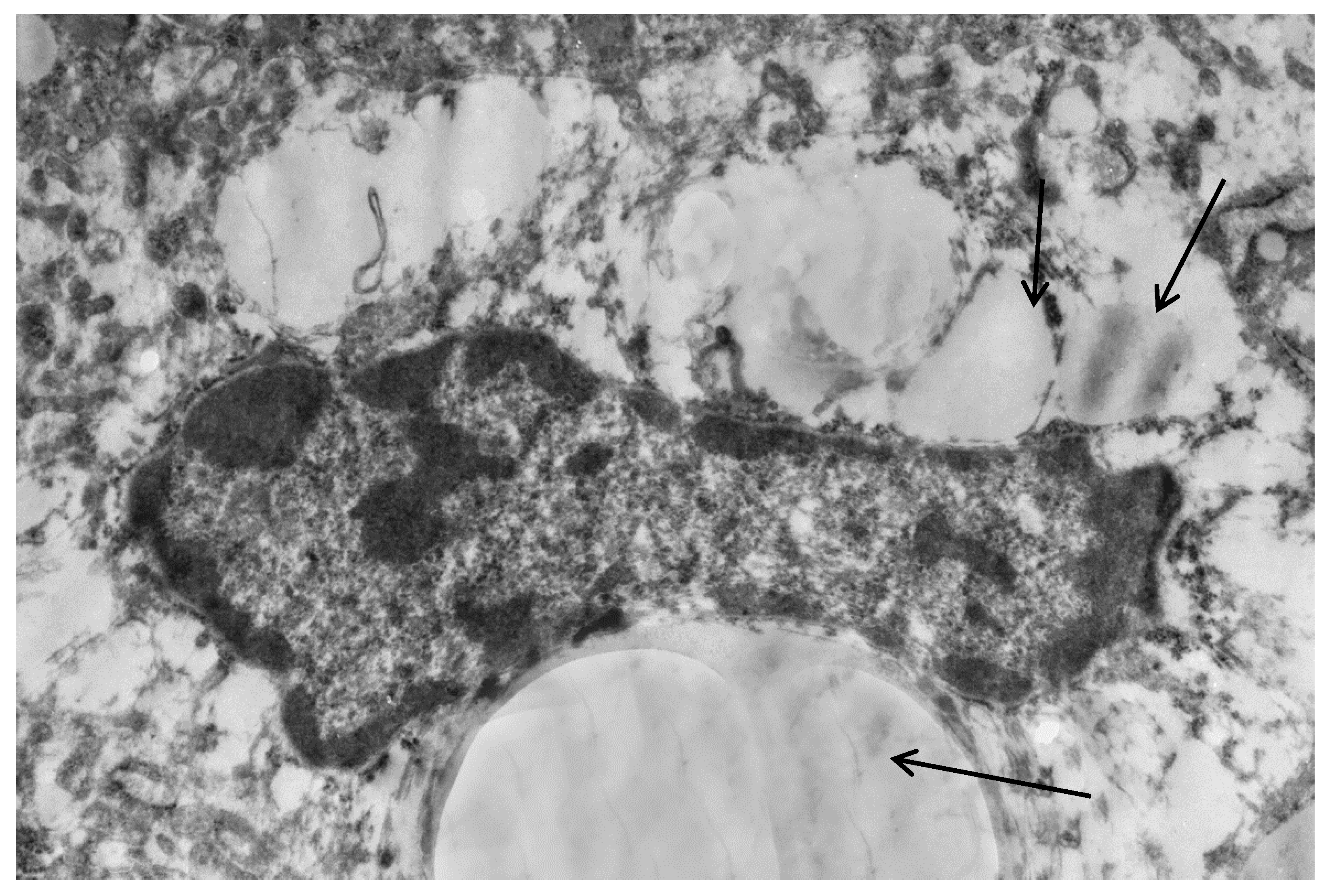 Ijms 20 03189 g004 Ijms 20 03189 g004