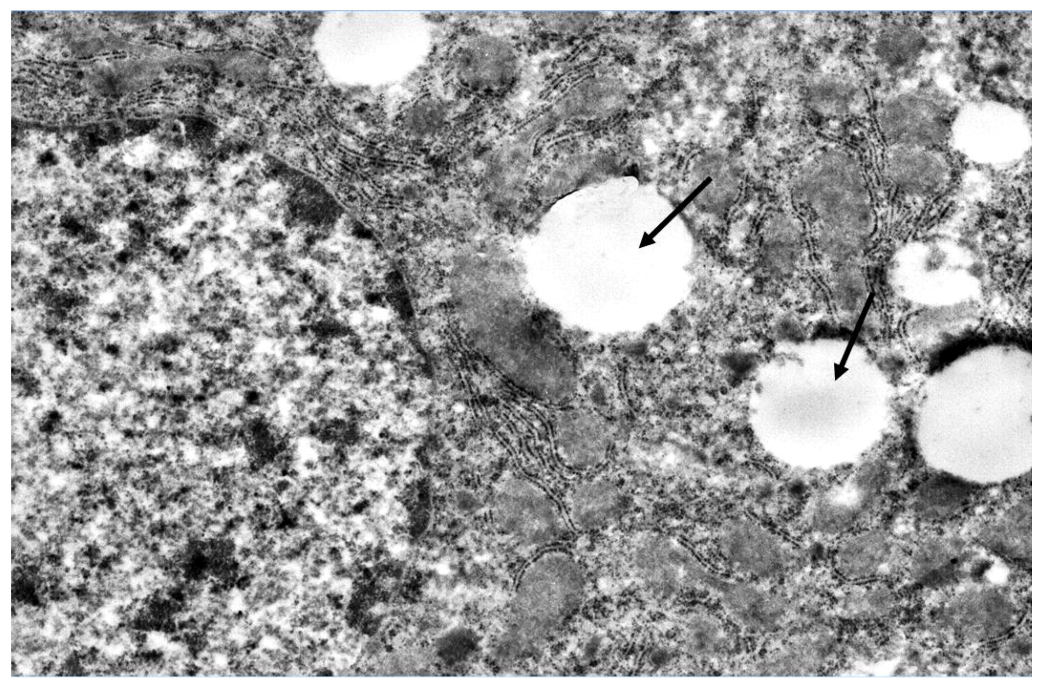 Ijms 20 03189 g005 Ijms 20 03189 g005