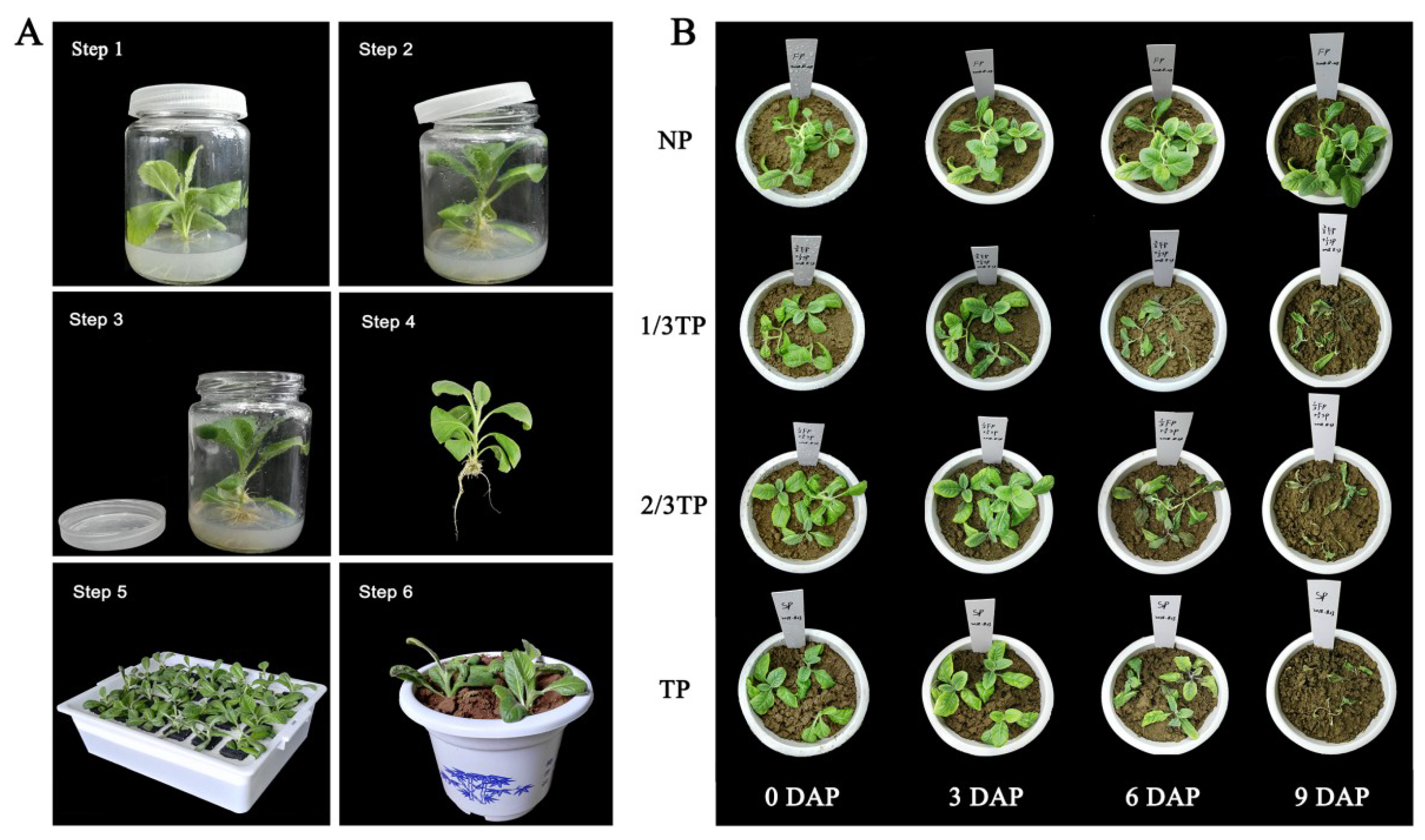 Ijms 20 03203 g007 Ijms 20 03203 g007