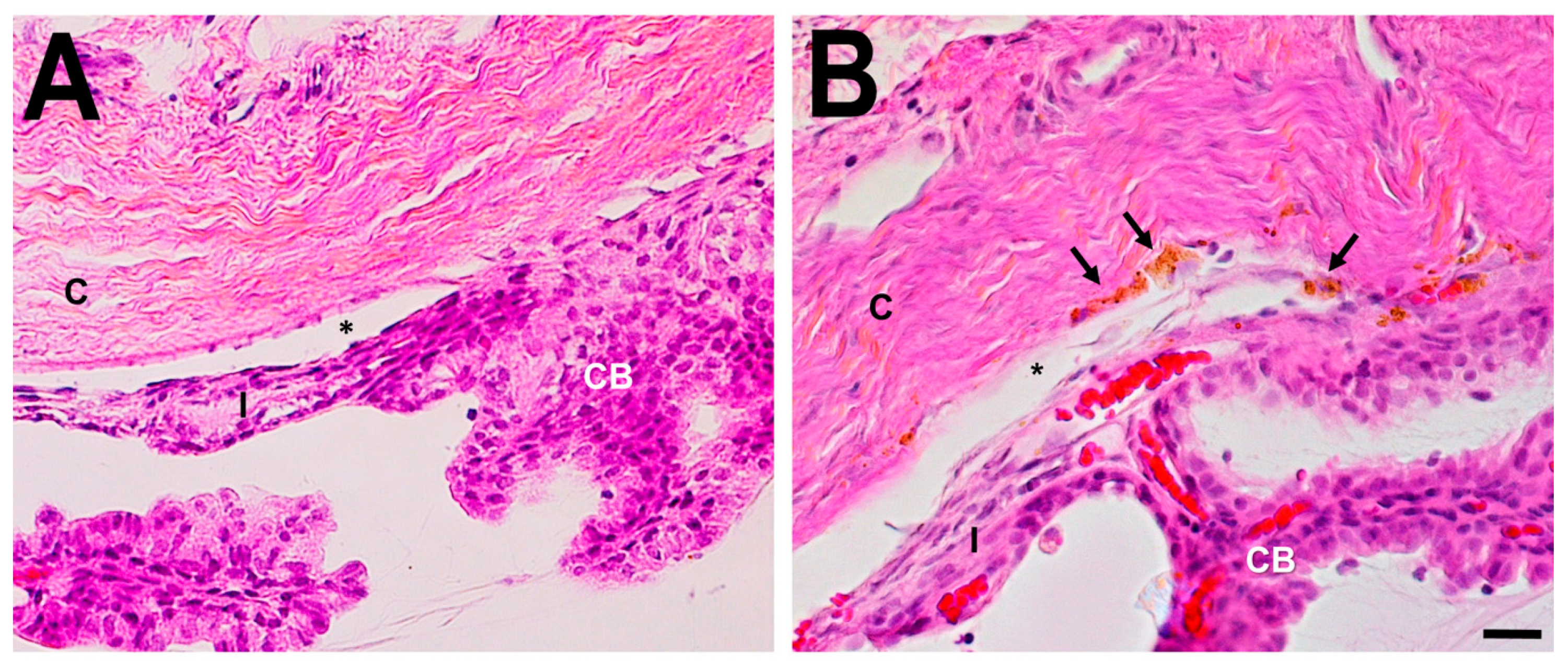 Ijms 20 03209 g005 Ijms 20 03209 g005