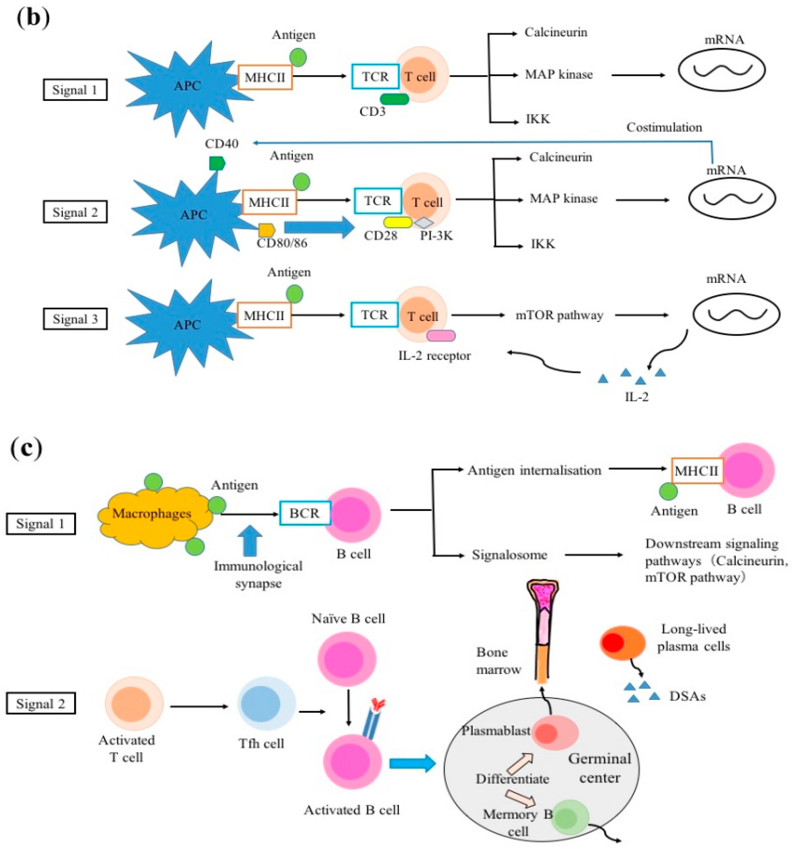 Ijms 20 03210 g001b Ijms 20 03210 g001b
