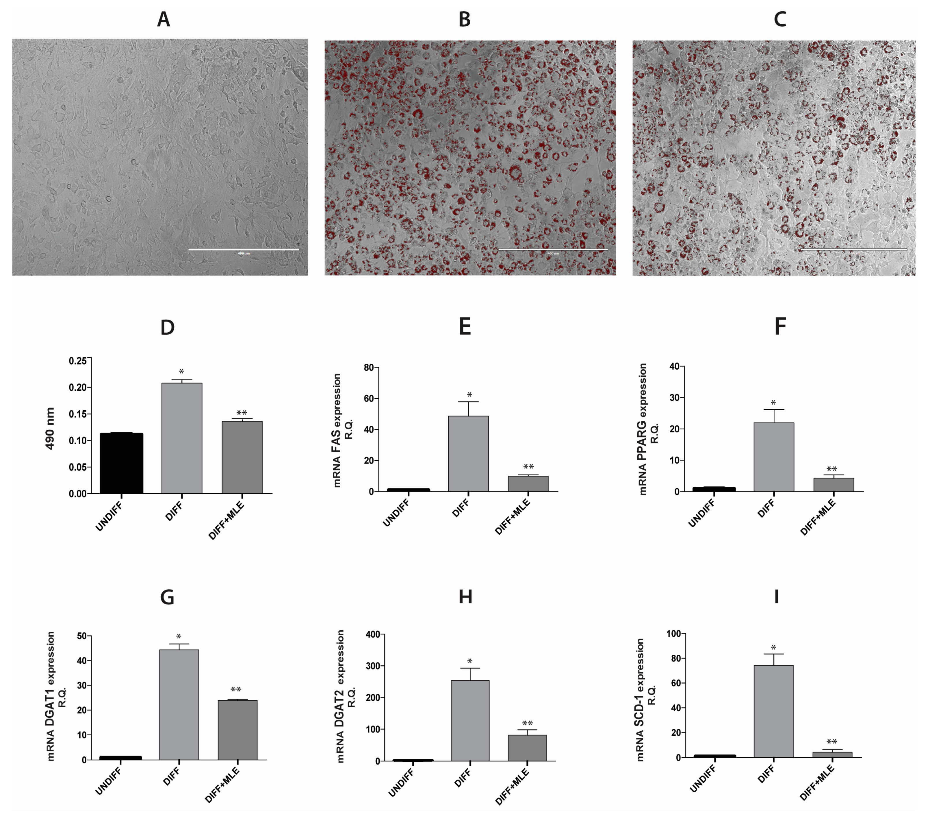 Ijms 20 03211 g004 Ijms 20 03211 g004