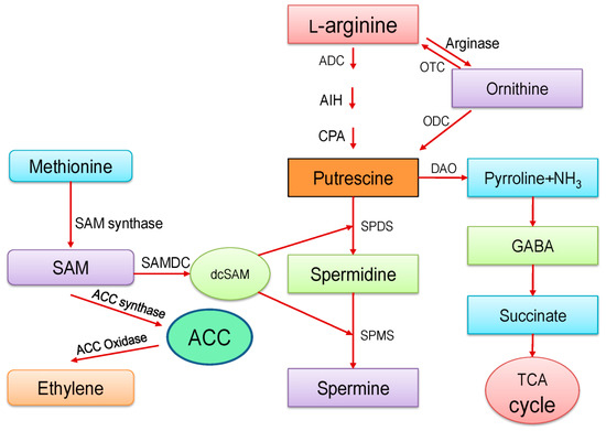 Ijms Free Full Text Polyamine Action Under Metal Metalloid Stress Regulation Of Biosynthesis Metabolism And Molecular Interactions Html