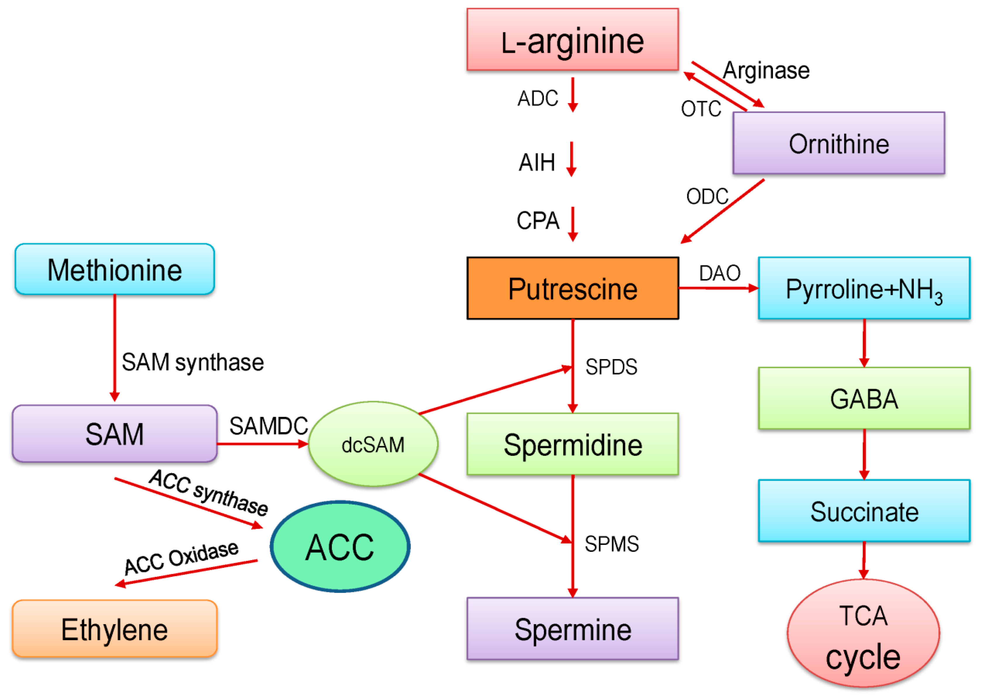 Ijms Free Full Text Polyamine Action Under Metal Metalloid Stress Regulation Of Biosynthesis Metabolism And Molecular Interactions Html