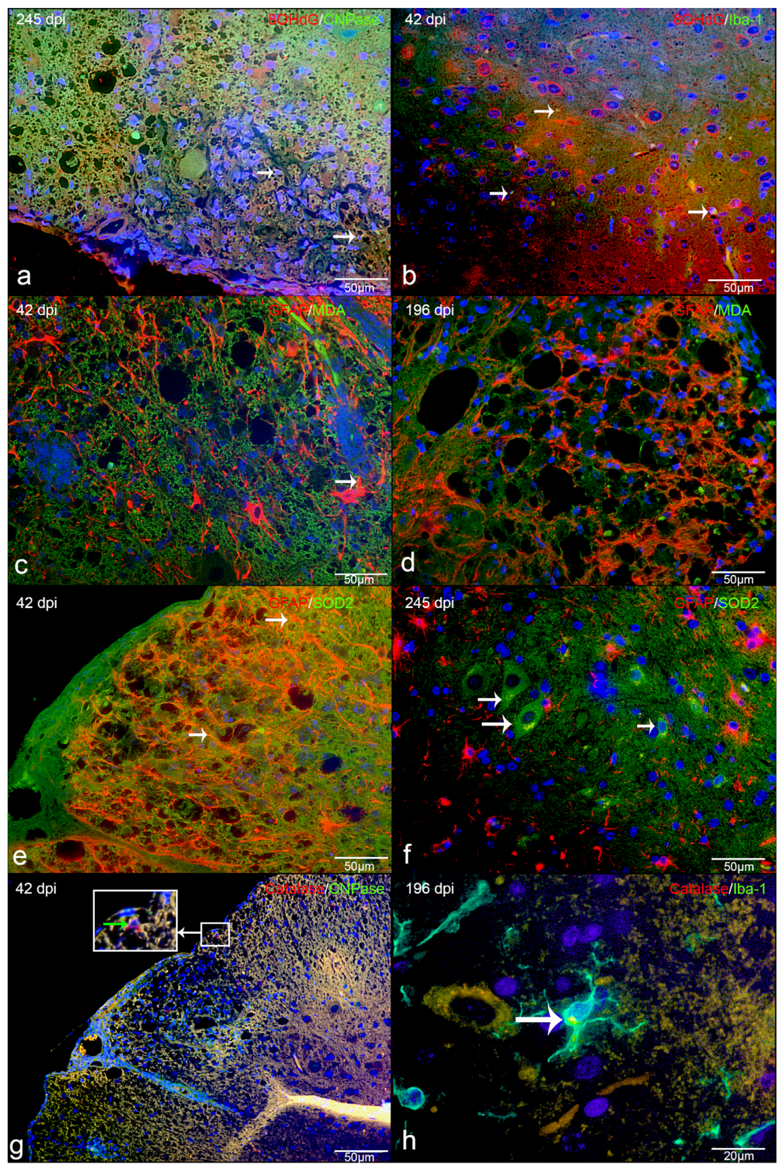 Ijms 20 03217 g008 Ijms 20 03217 g008