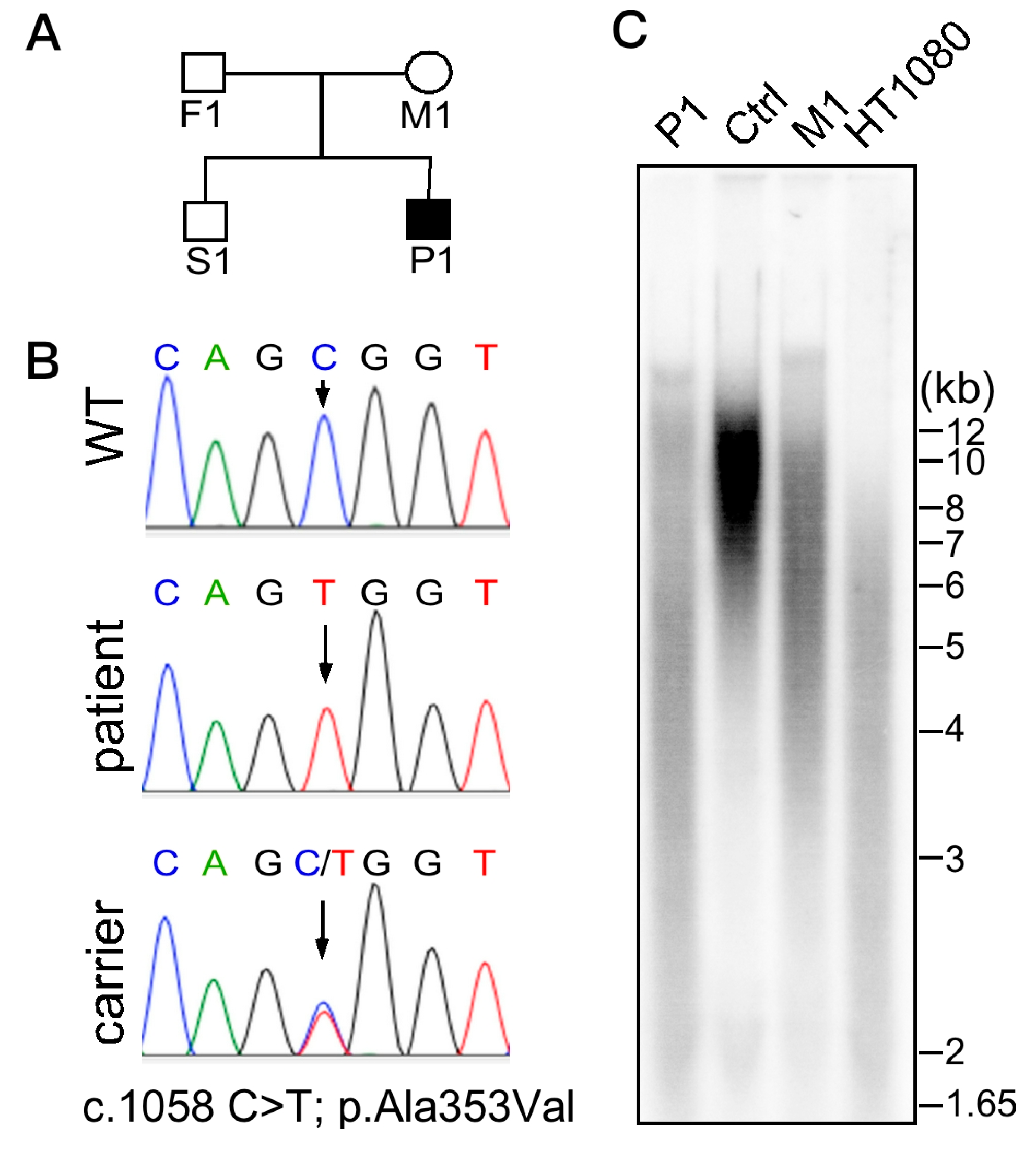 Ijms 20 03261 g001 Ijms 20 03261 g001