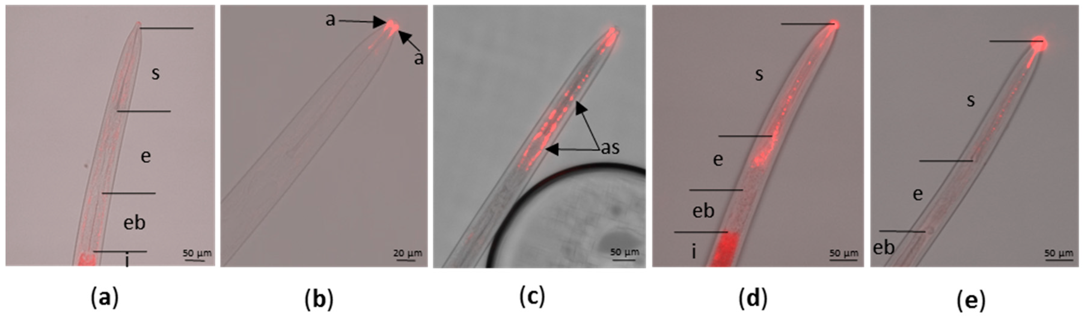 Ijms 20 03266 g001 Ijms 20 03266 g001