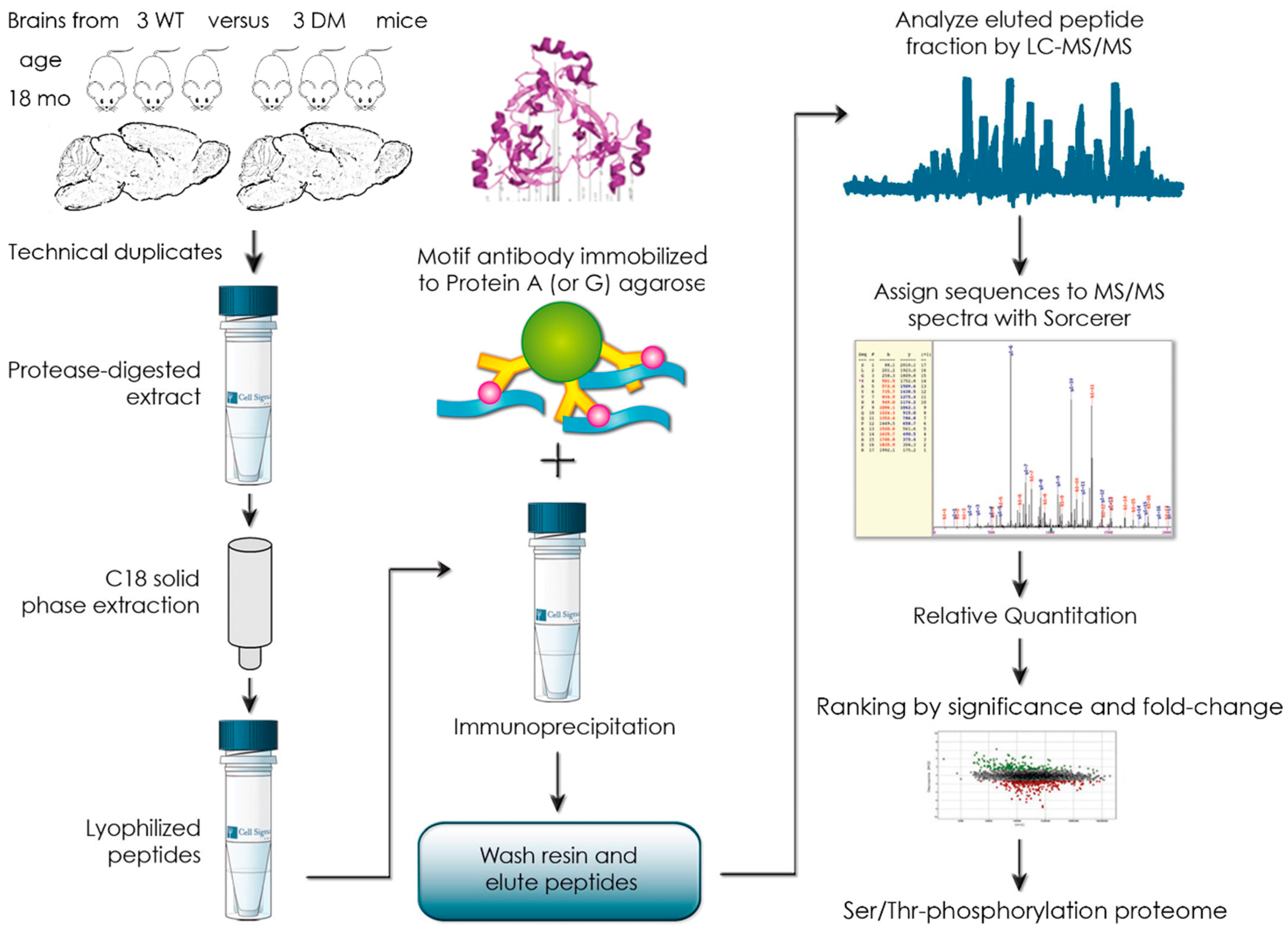 Ijms 20 03284 g001 Ijms 20 03284 g001