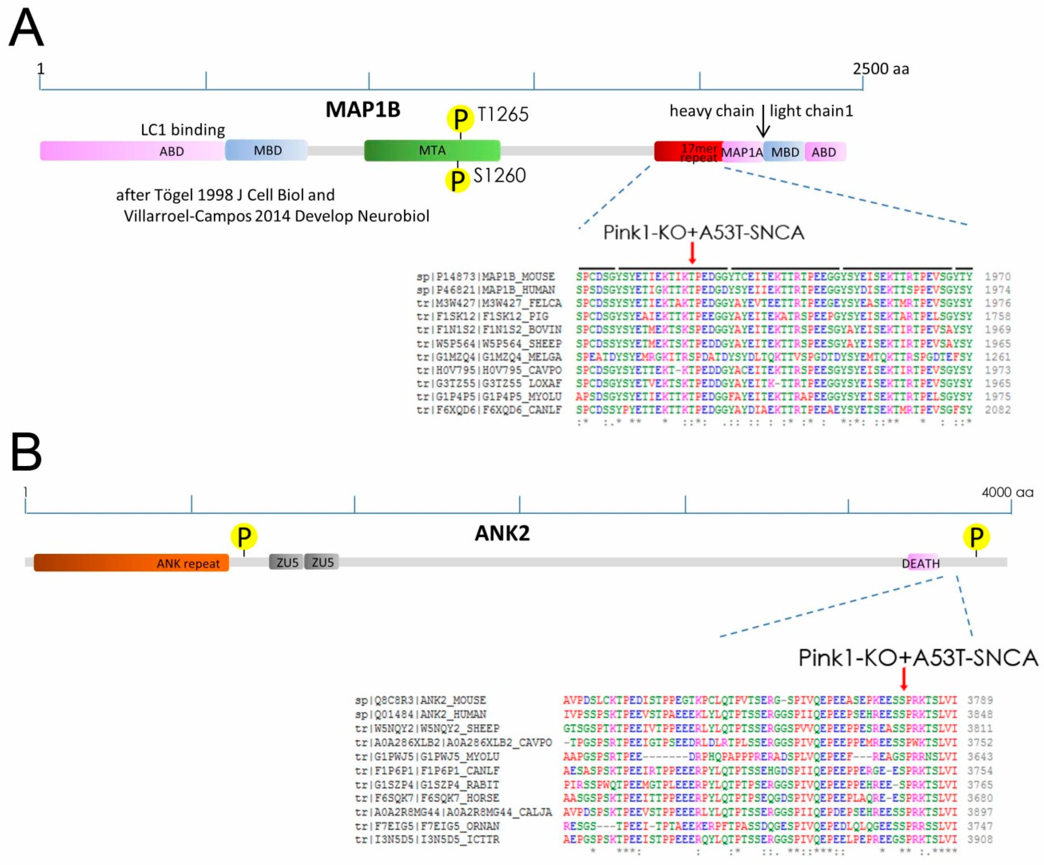 Ijms 20 03284 g002 Ijms 20 03284 g002