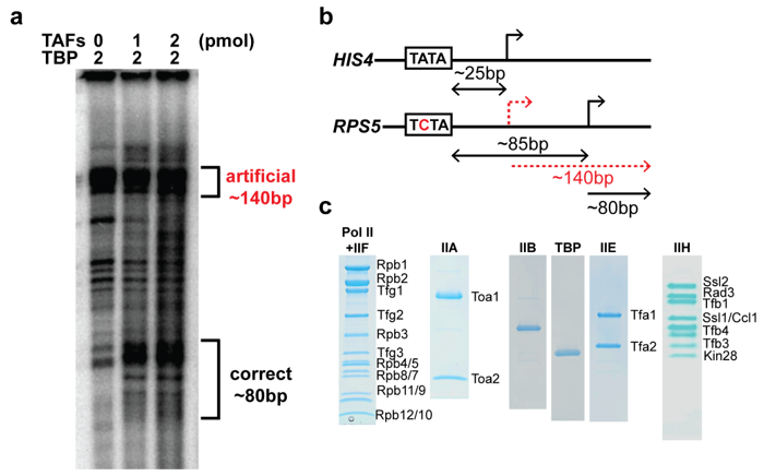 Ijms 20 03290 g003 Ijms 20 03290 g003
