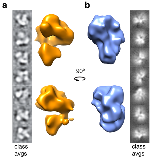 Ijms 20 03290 g004 Ijms 20 03290 g004