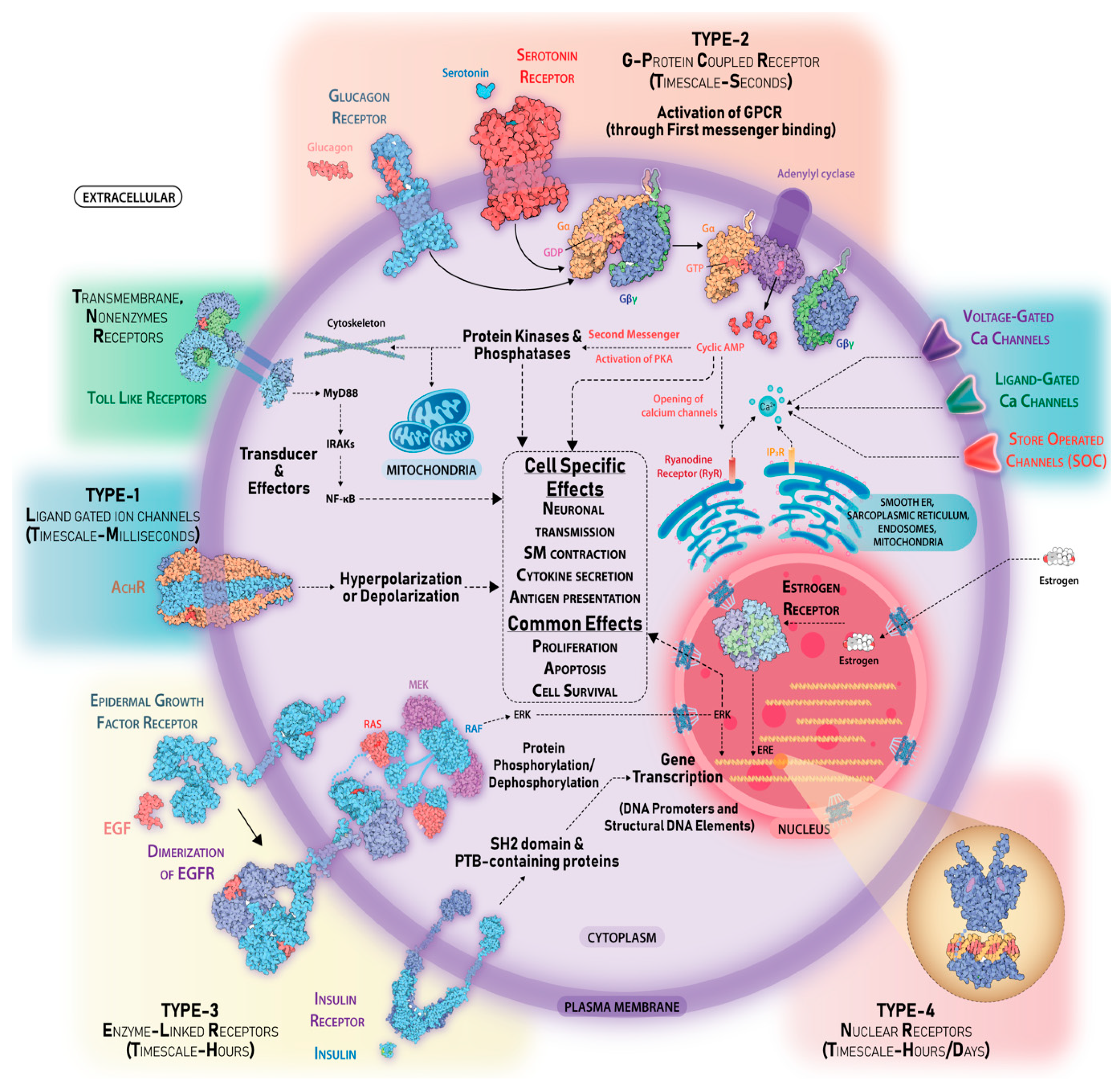 cell-signaling