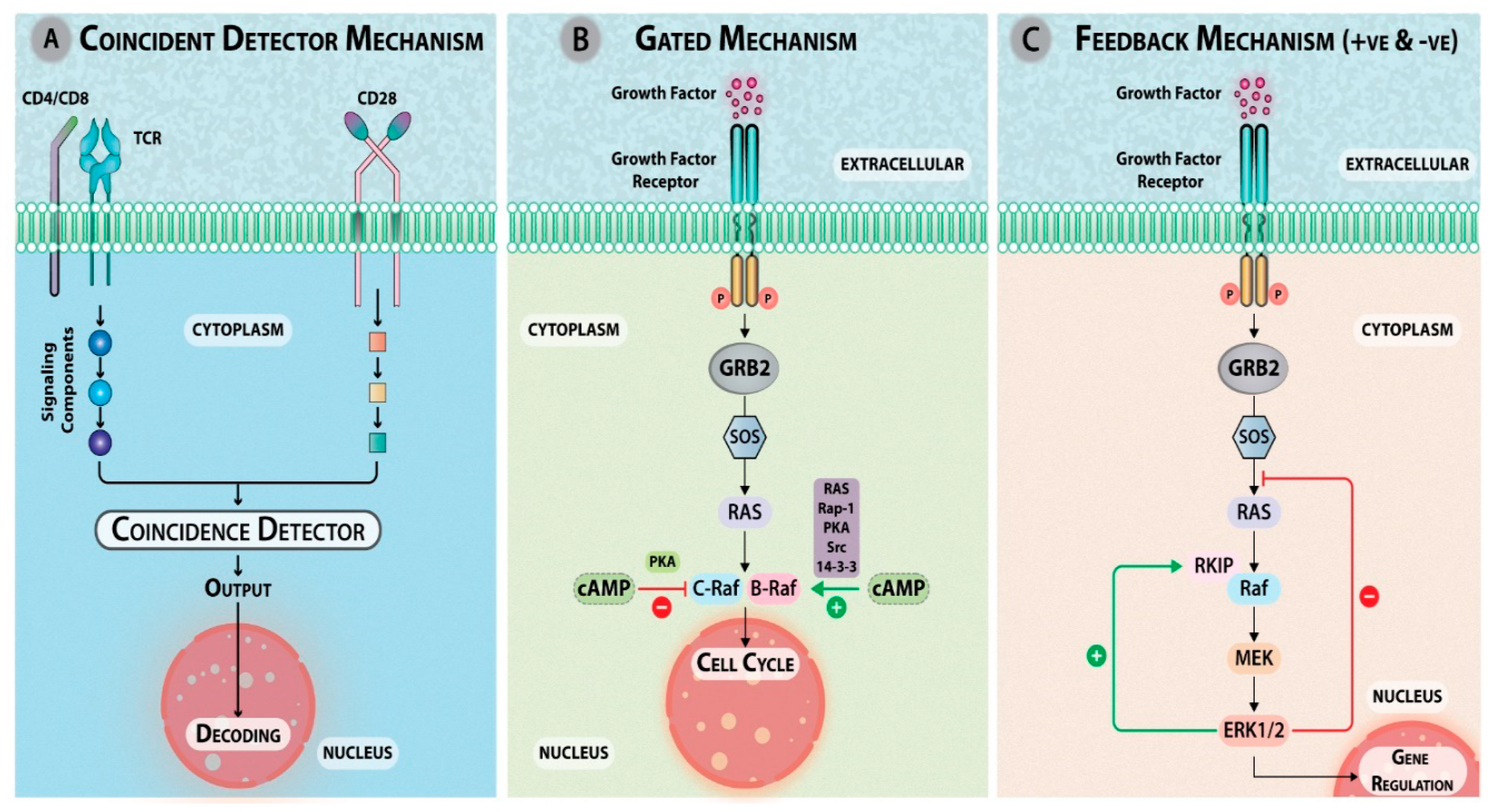 Ijms 20 03292 g006 Ijms 20 03292 g006