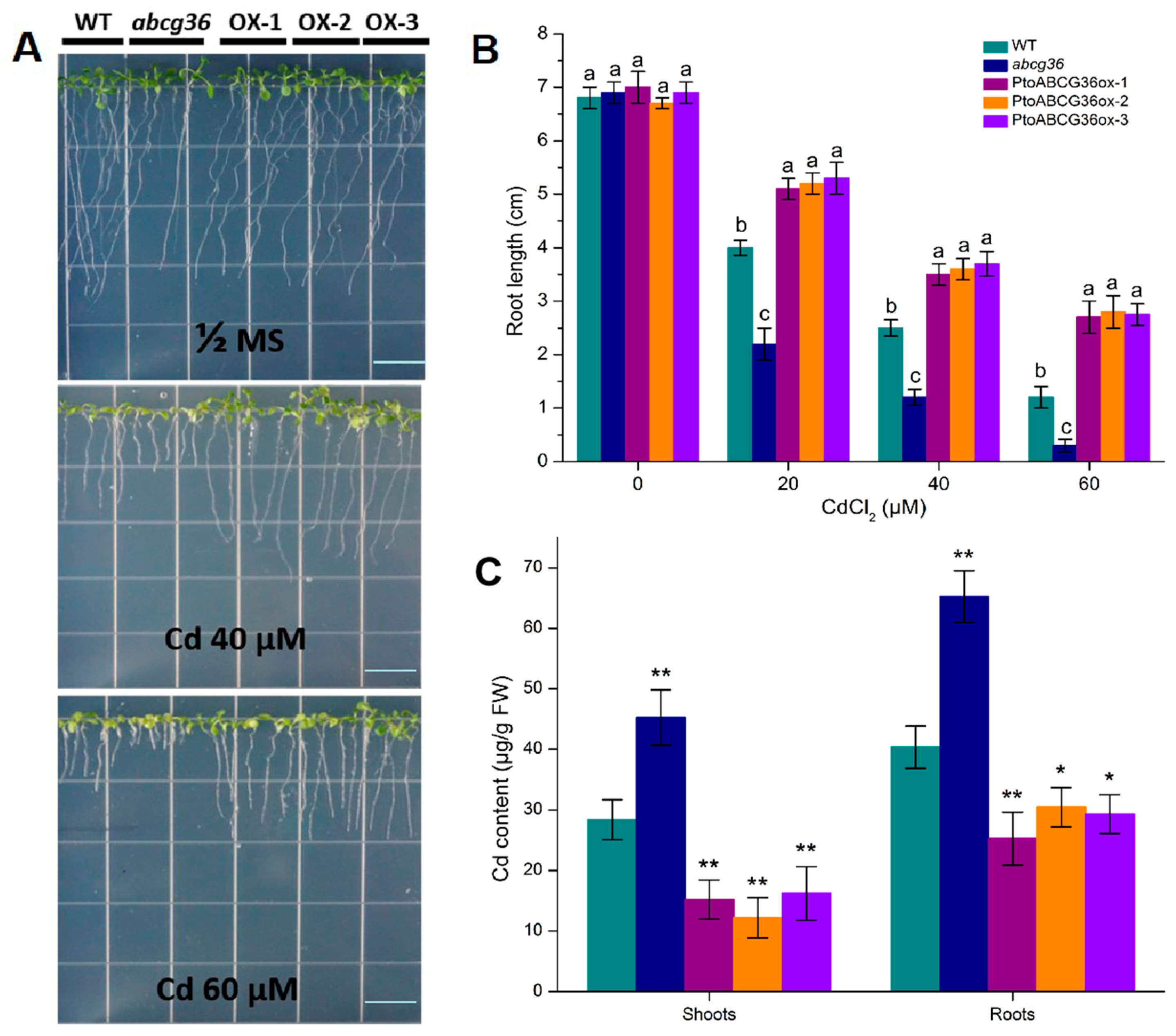 Ijms 20 03293 g005 Ijms 20 03293 g005