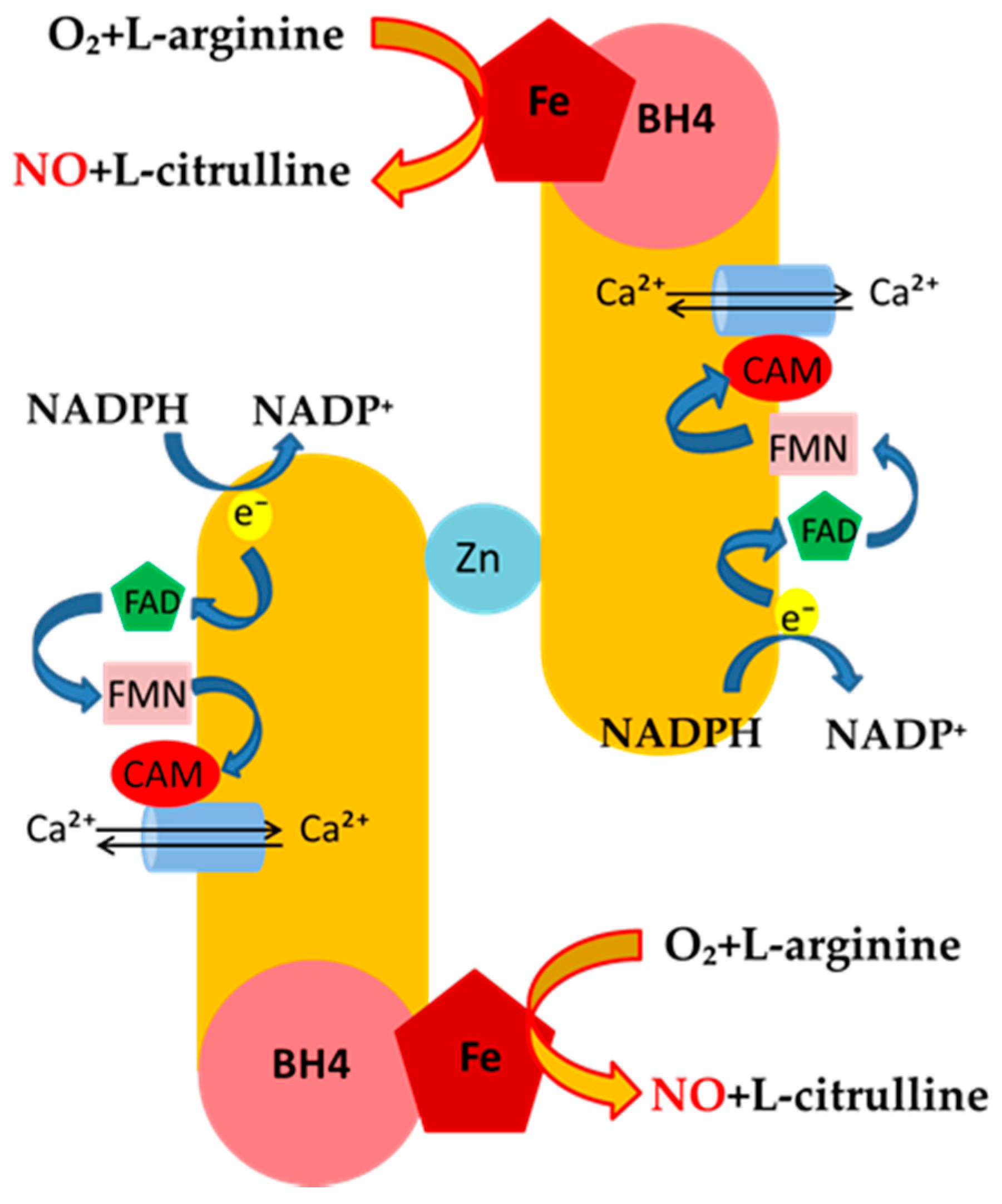 IJMS Free FullText Modulation of Nitric Oxide Synthases by