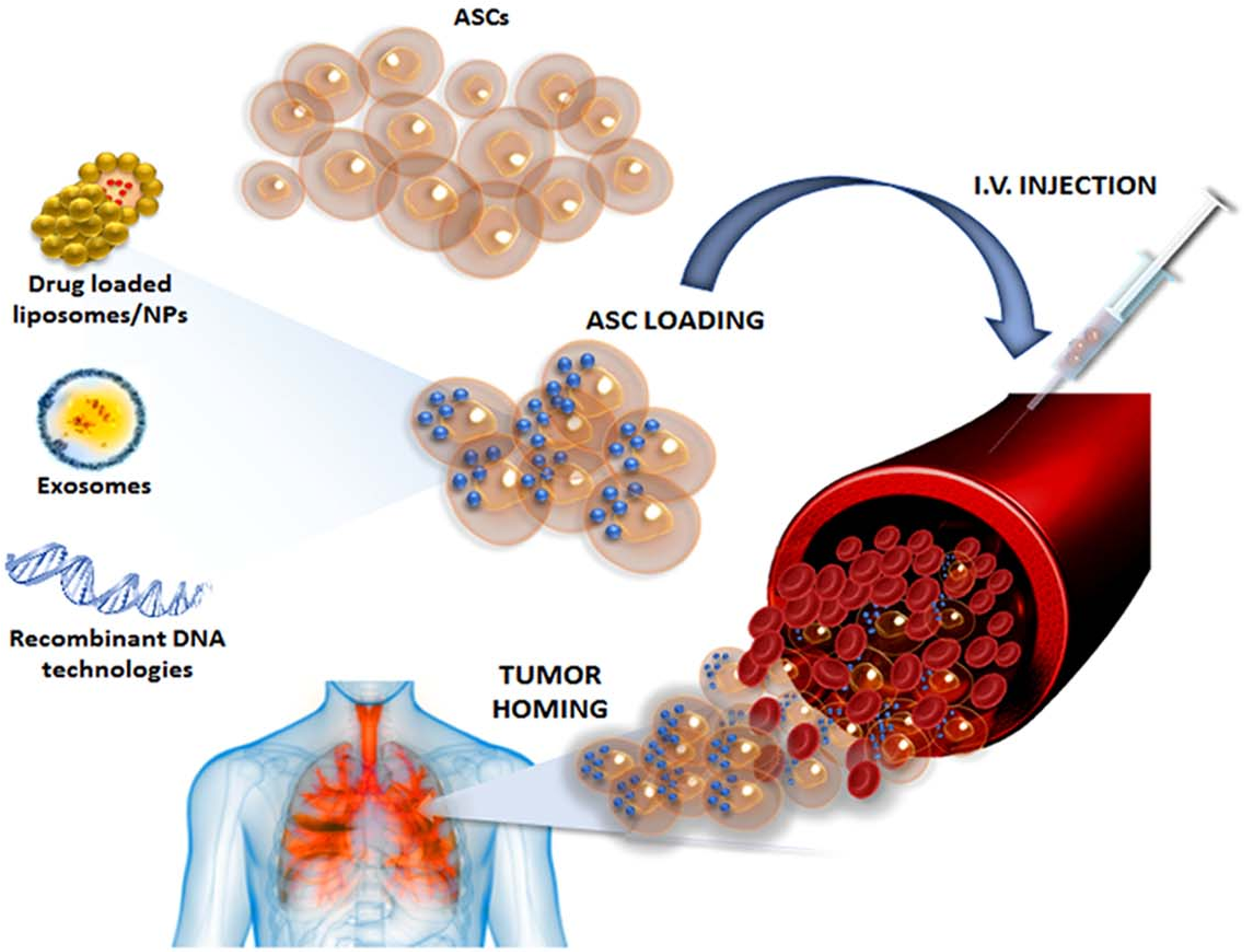 Ijms Free Full Text Adipose Derived Stem Cells In Cancer