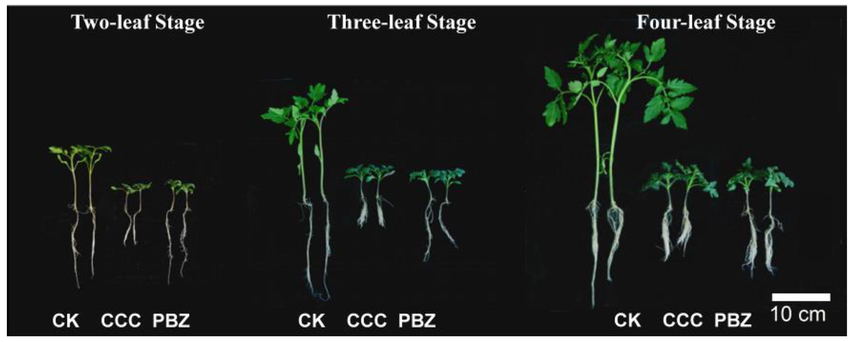 Ijms Free Full Text Comprehensive Transcriptome Reveals An Opposite Regulatory Effect Of Plant Growth Retardants In Controlling Seedling Overgrowth Between Roots And Shoots Html Ijms Free Full Text Comprehensive Transcriptome Reveals An Opposite Regulatory Effect Of Plant Growth Retardants In Controlling Seedling Overgrowth Between Roots And Shoots Html