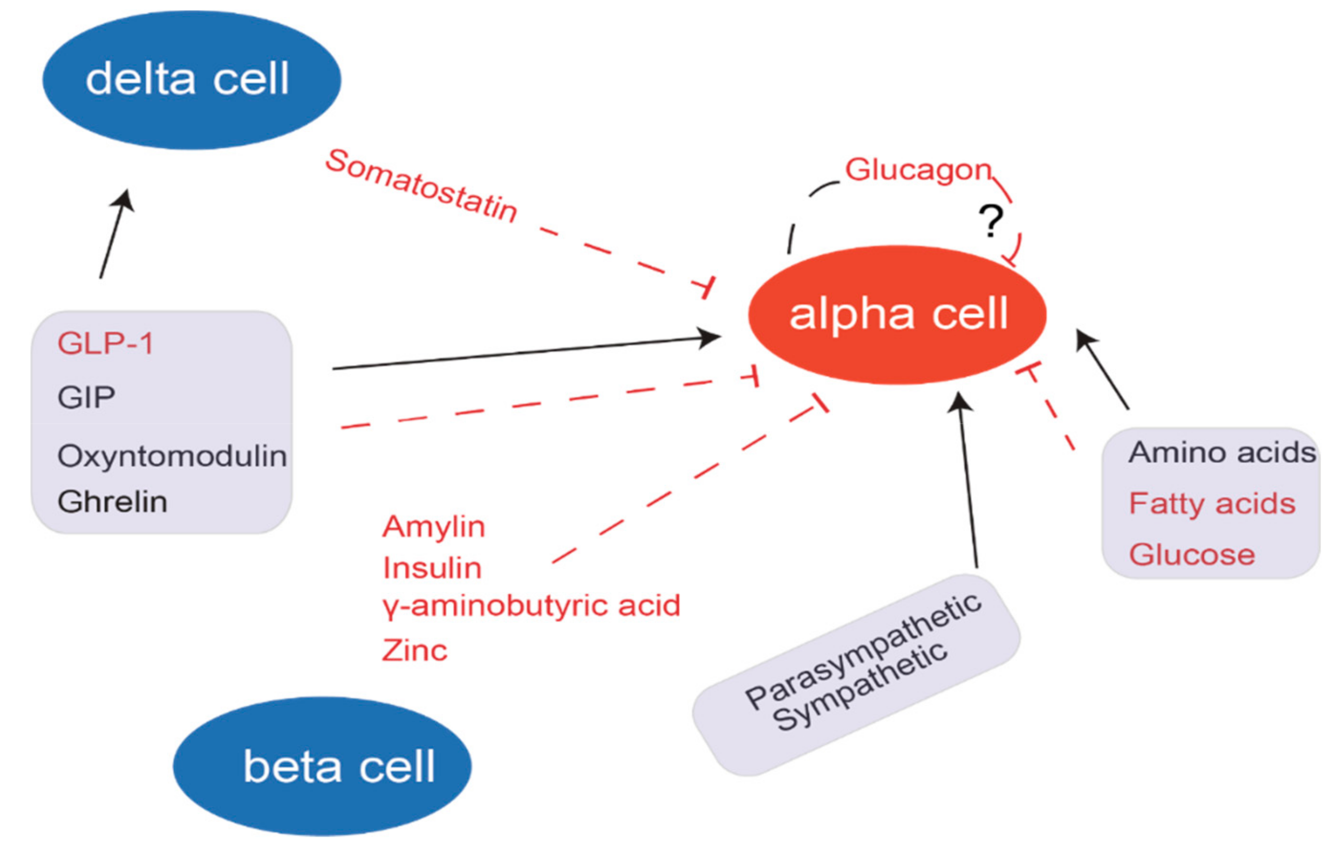 Use Of Glucagon And Ketogenic Hypoglycemia / Approach To ...