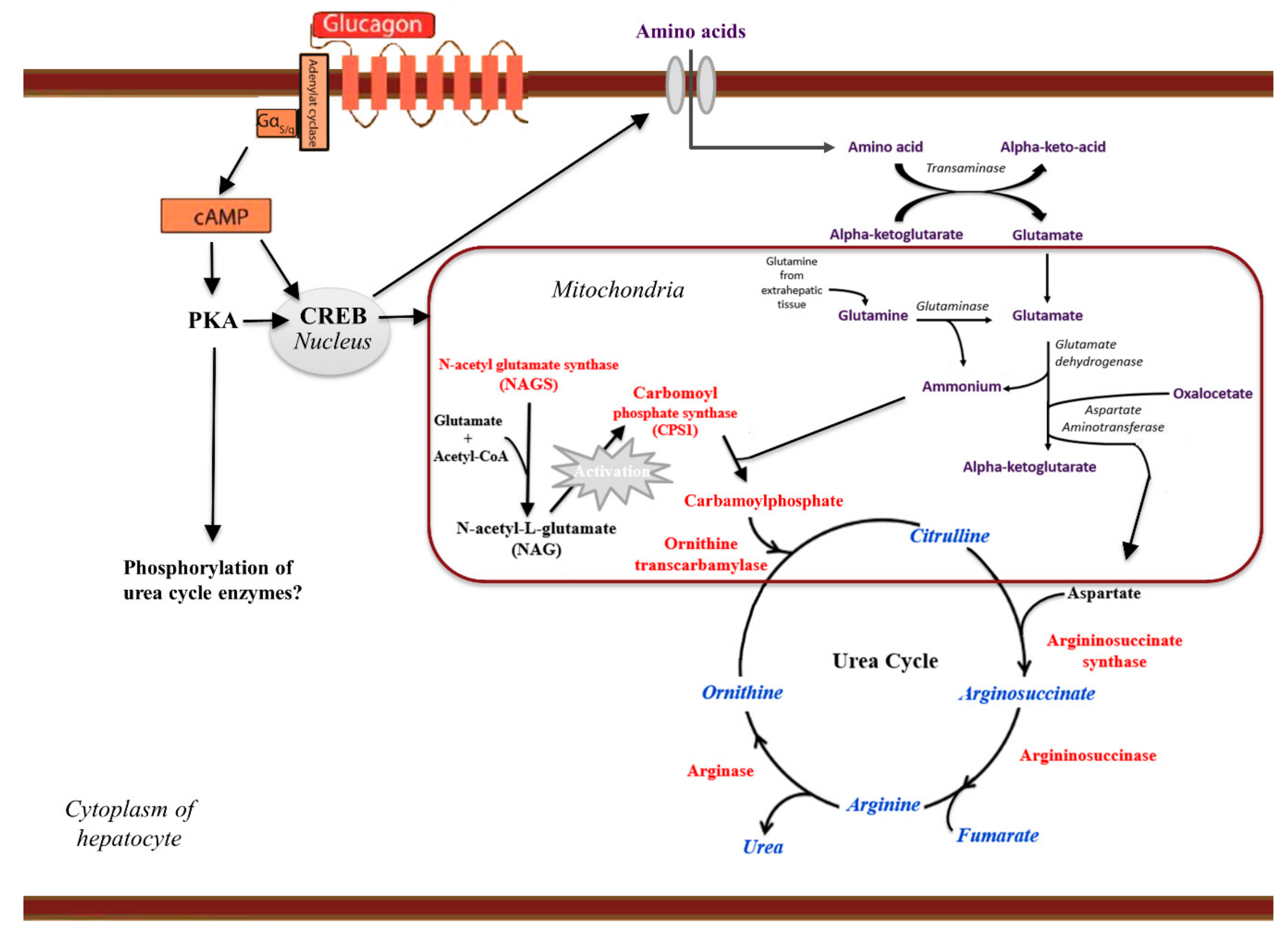 Ijms Free Full Text Glucagon Receptor Signaling And Glucagon Resistance Html