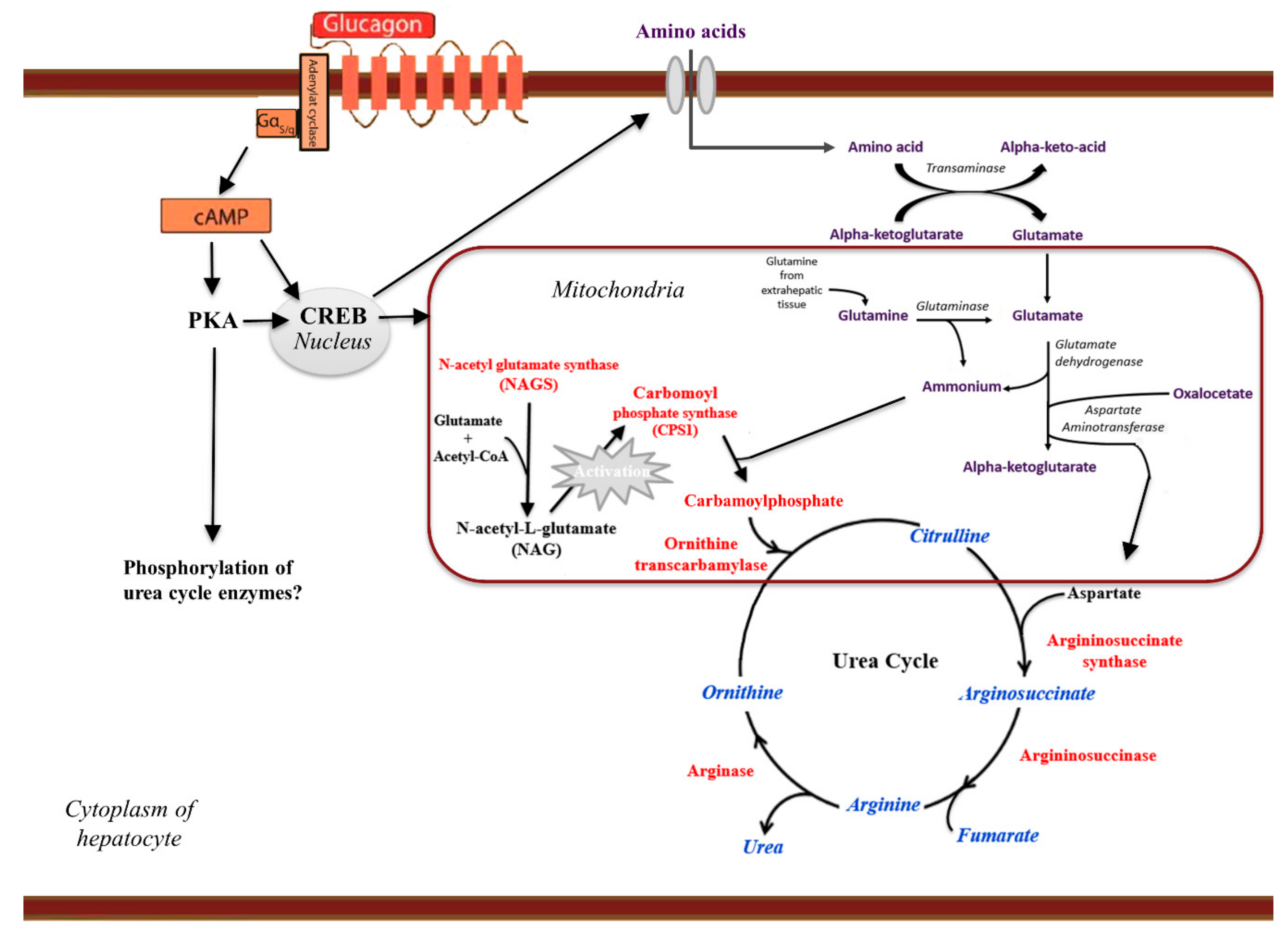 Use Of Glucagon And Ketogenic Hypoglycemia : Work Up Of ...